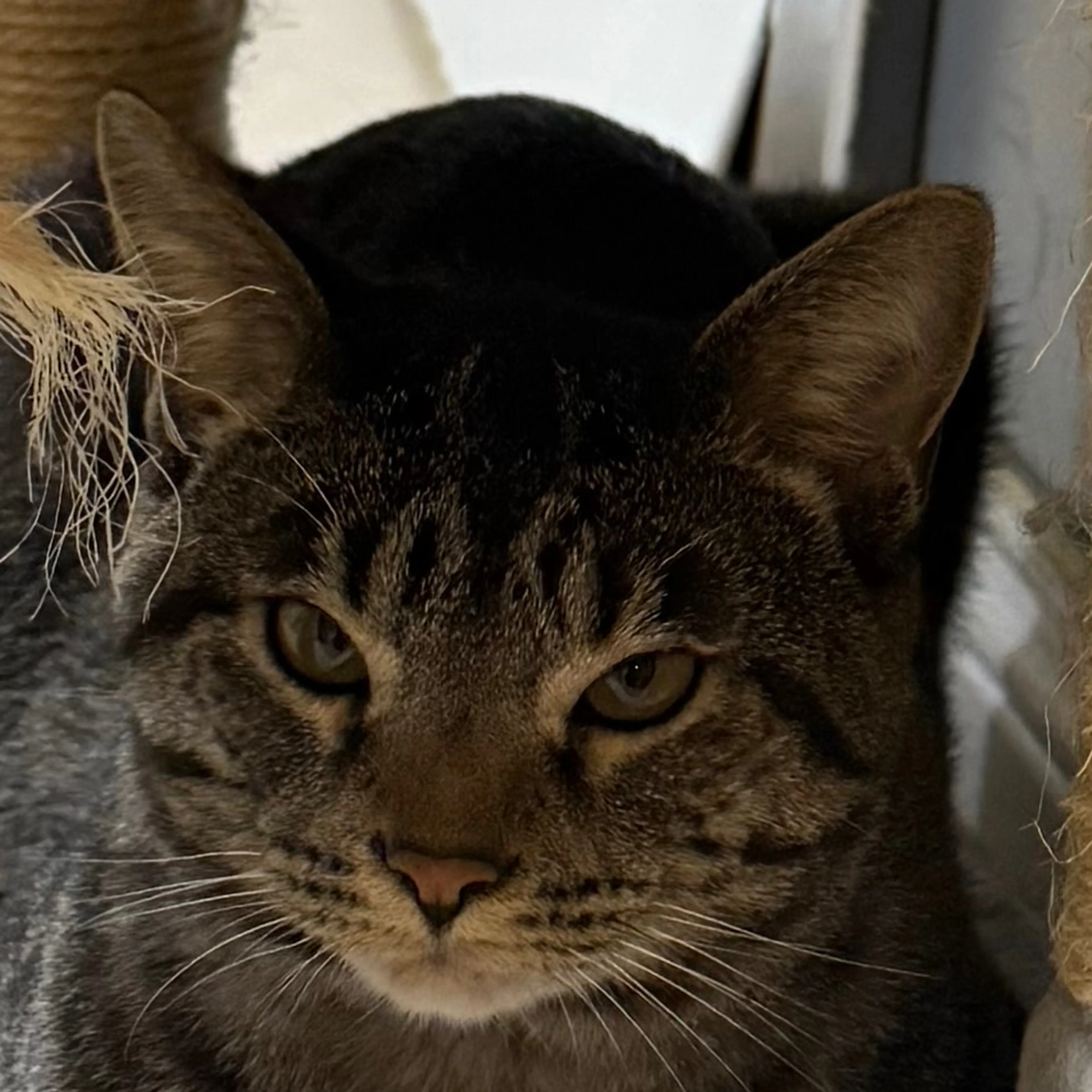 Lost pet-2