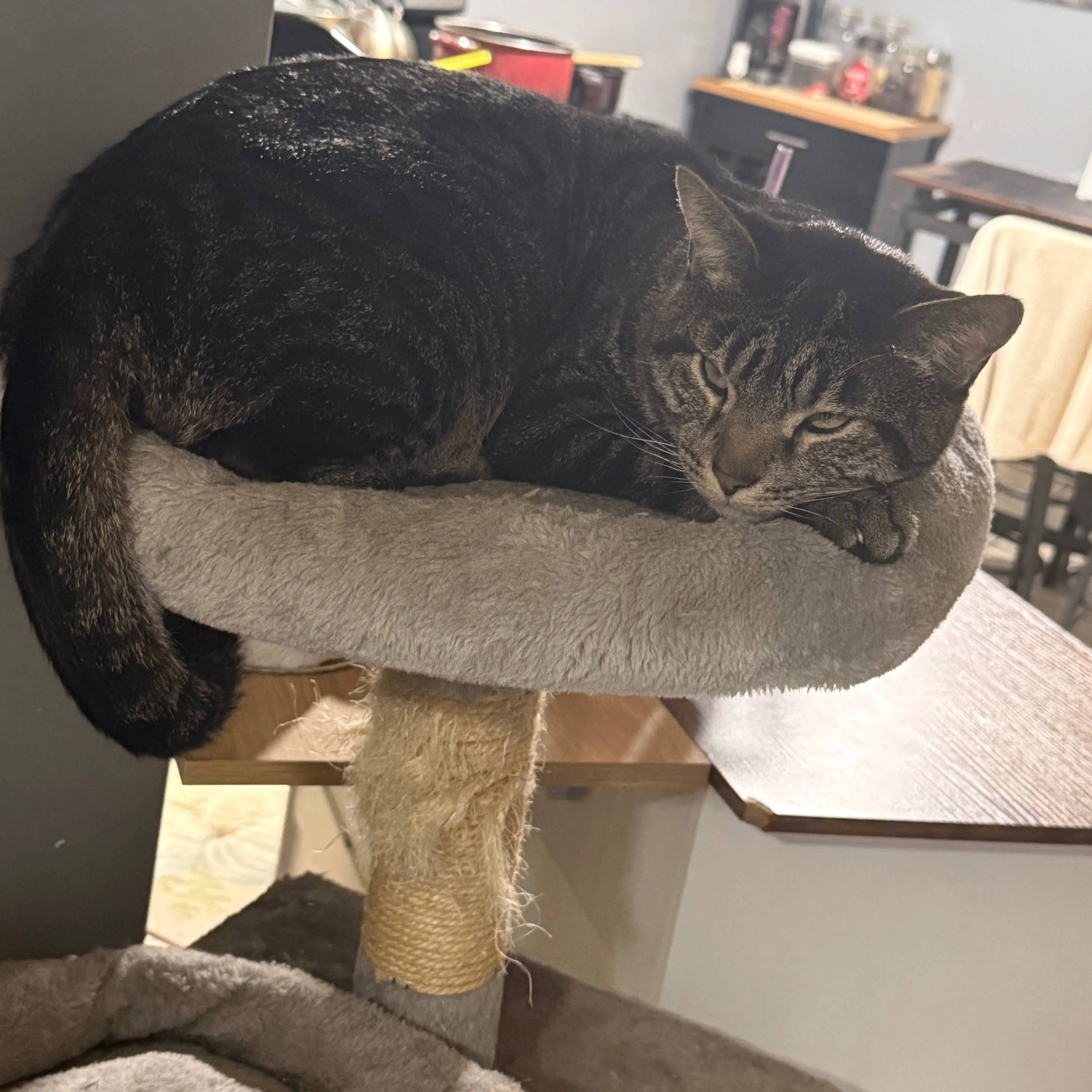 Lost pet-1