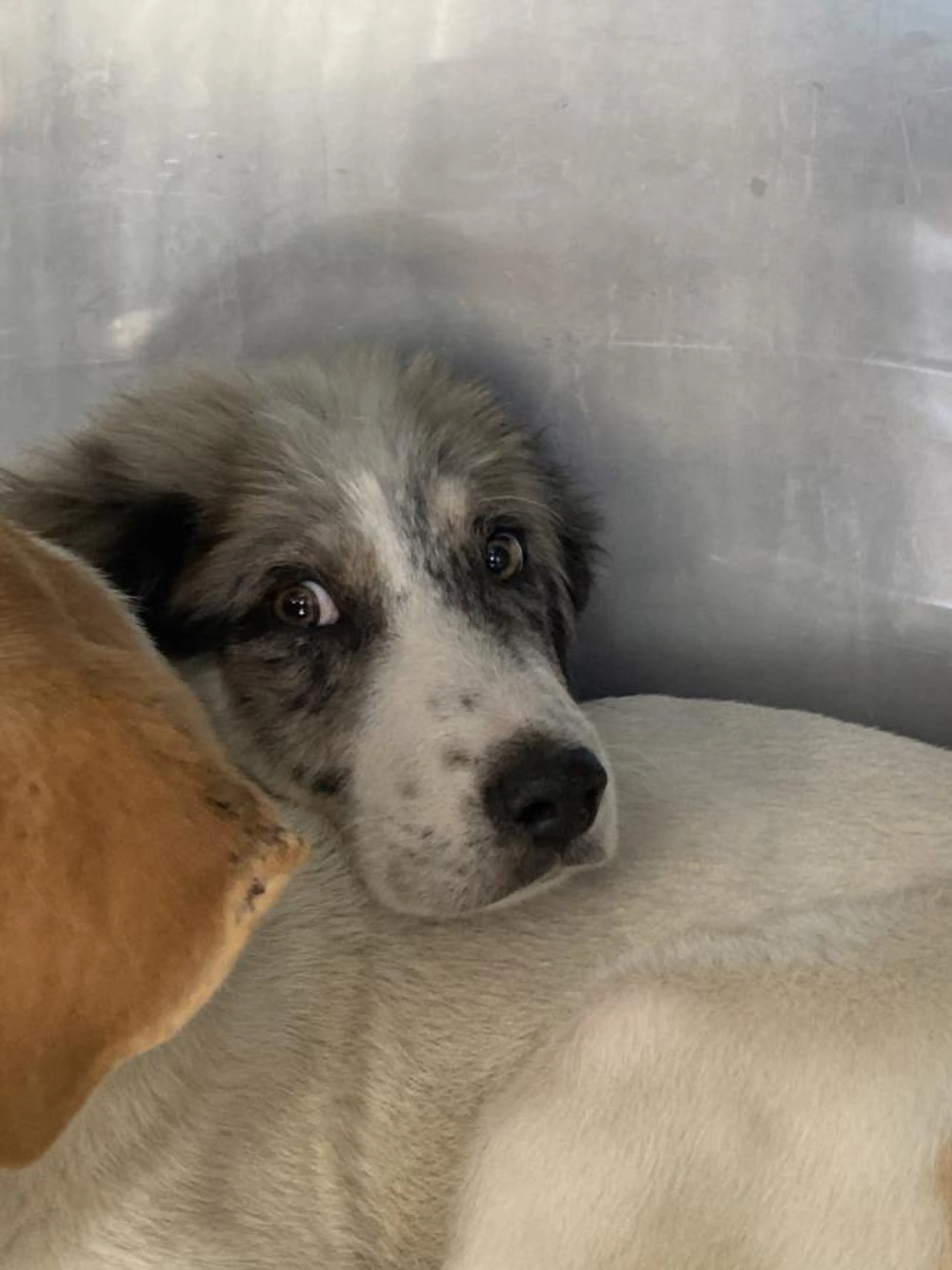 Found pet