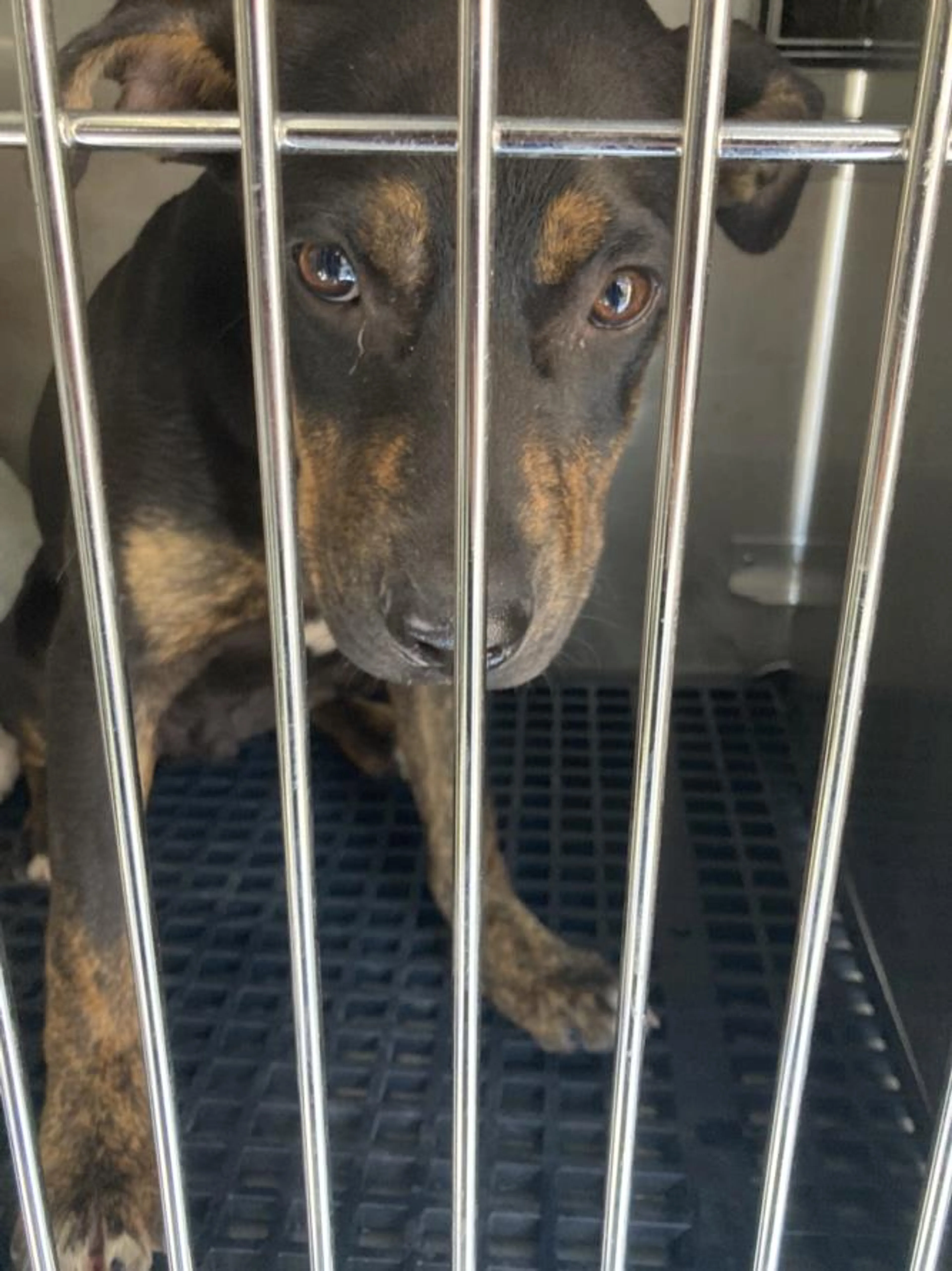 Found pet