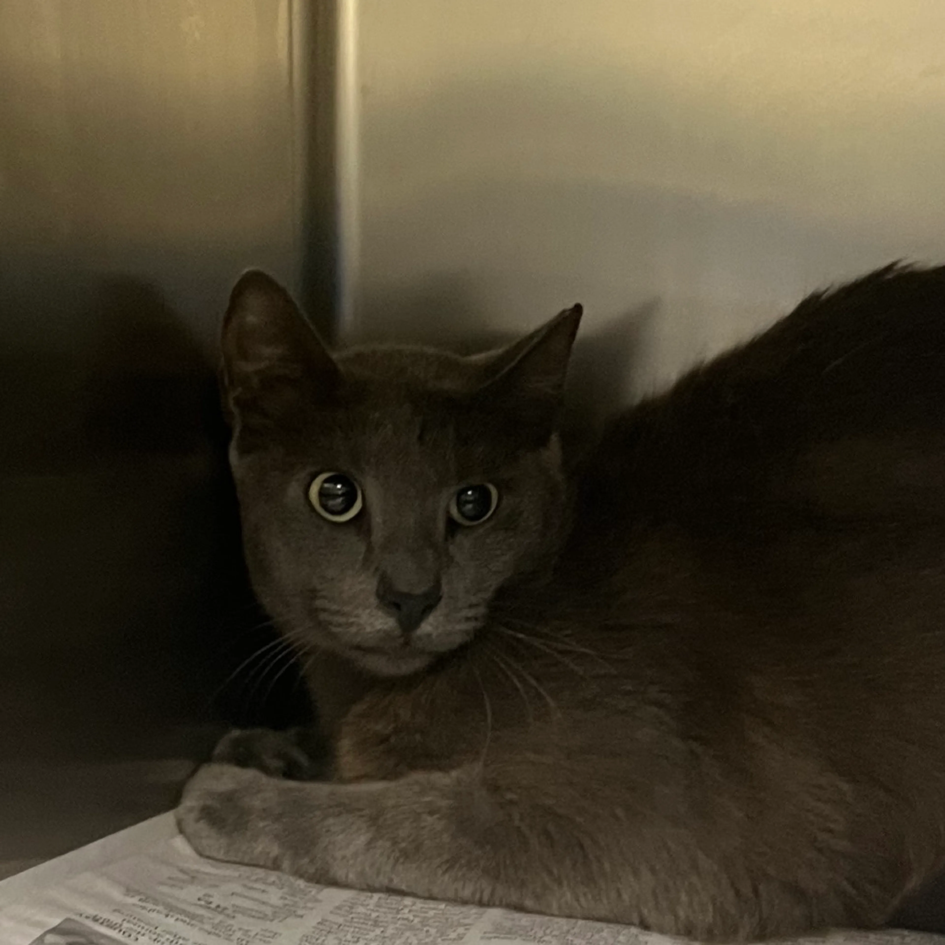 Found pet
