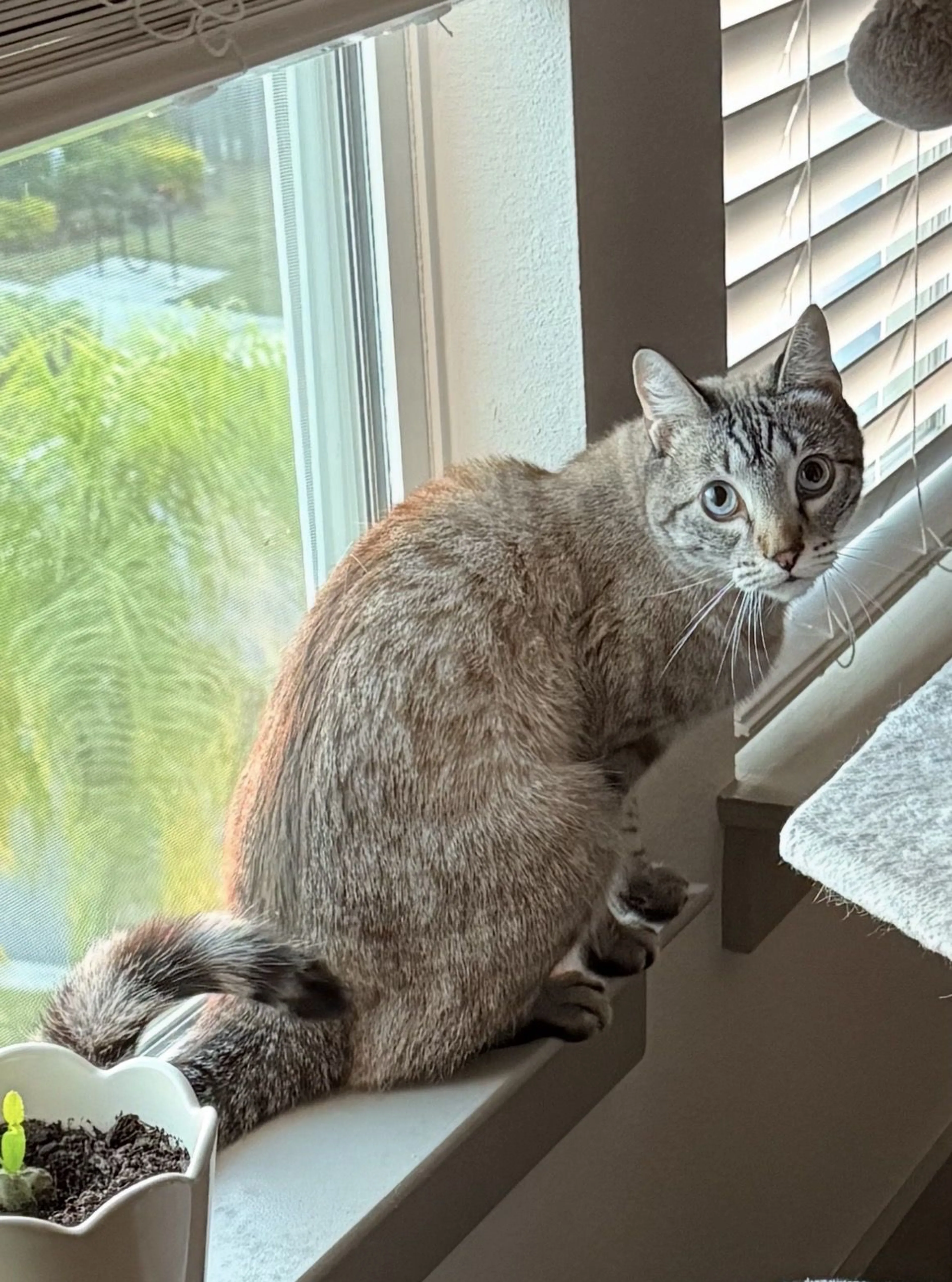 Lost pet-3