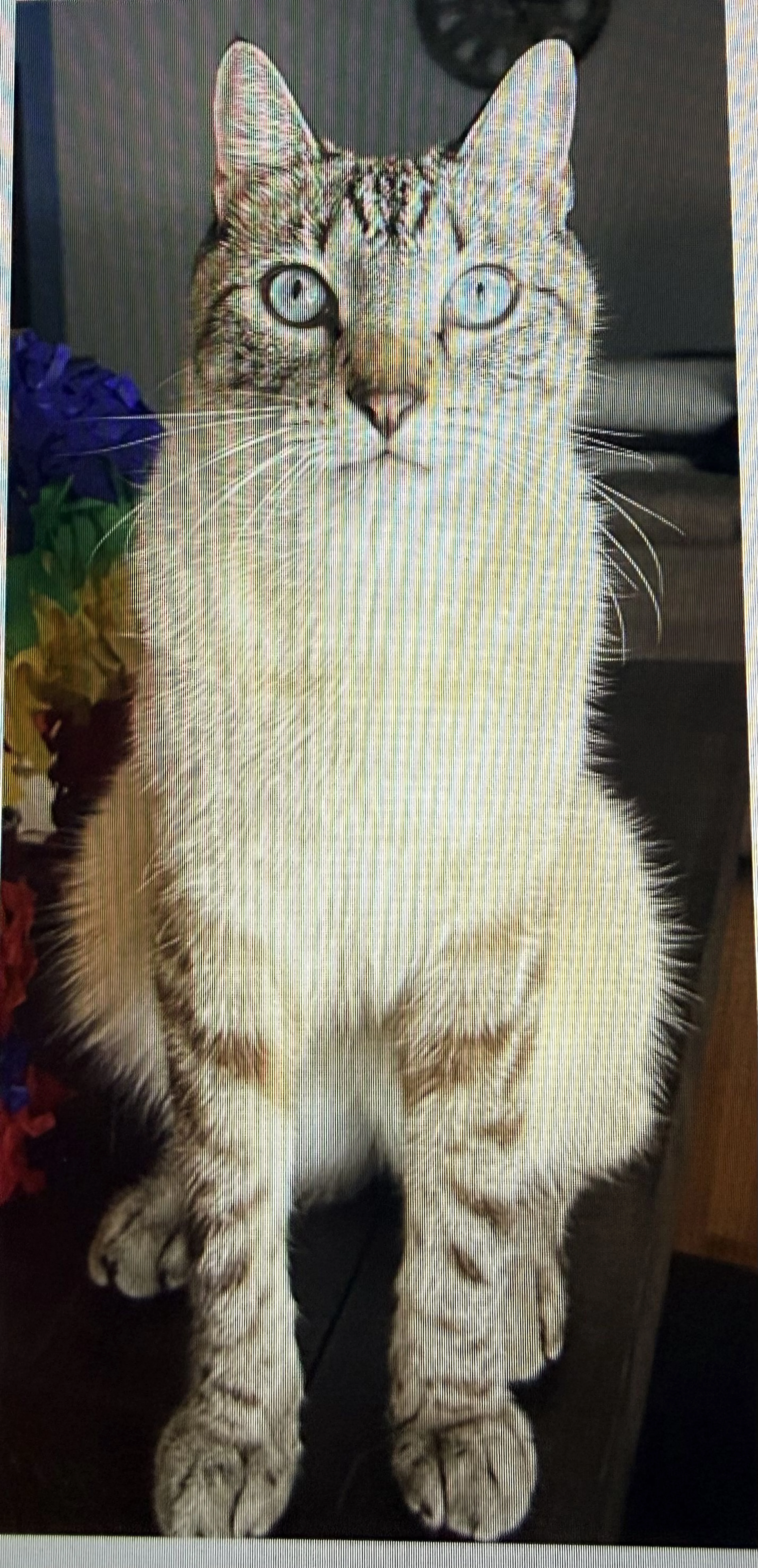Lost pet-0