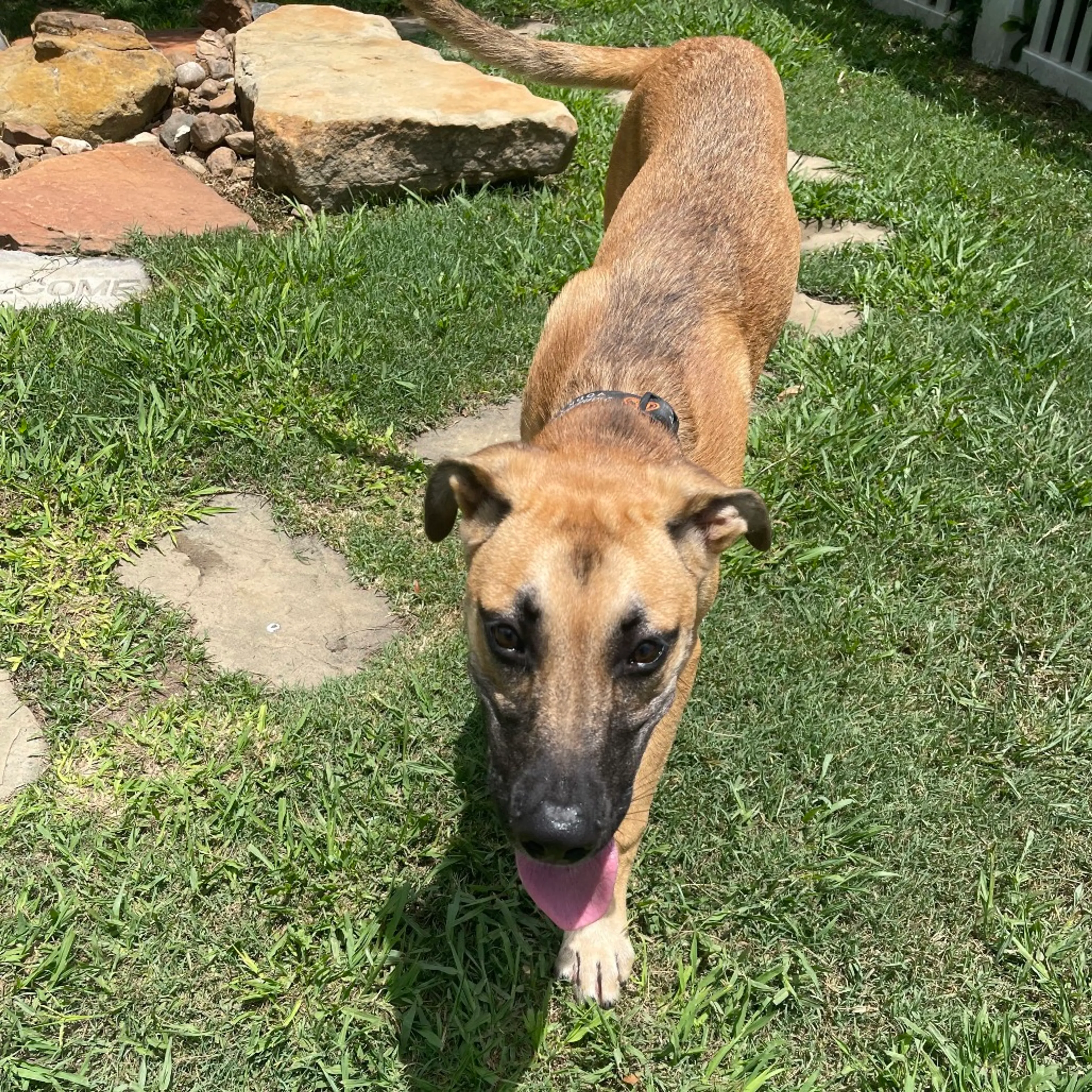 Found pet-2
