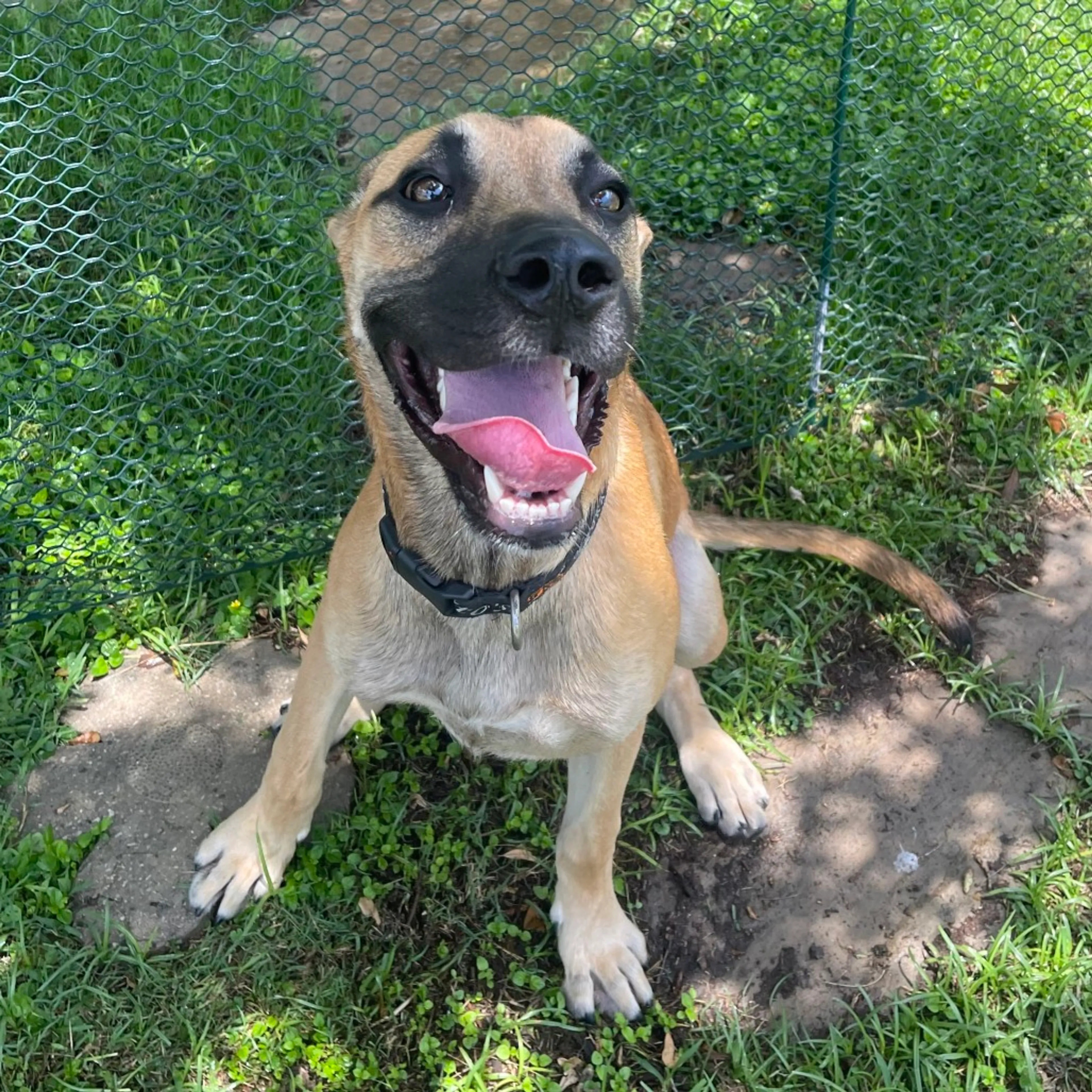Found pet-3
