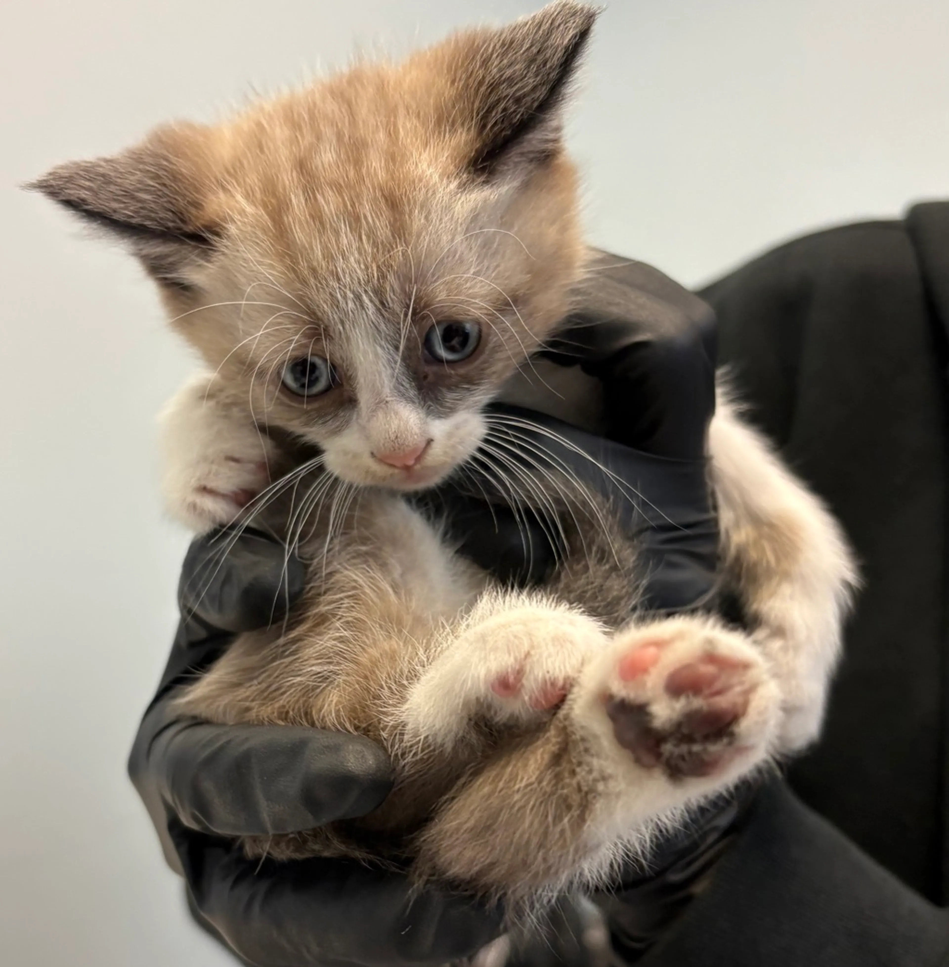 Found pet