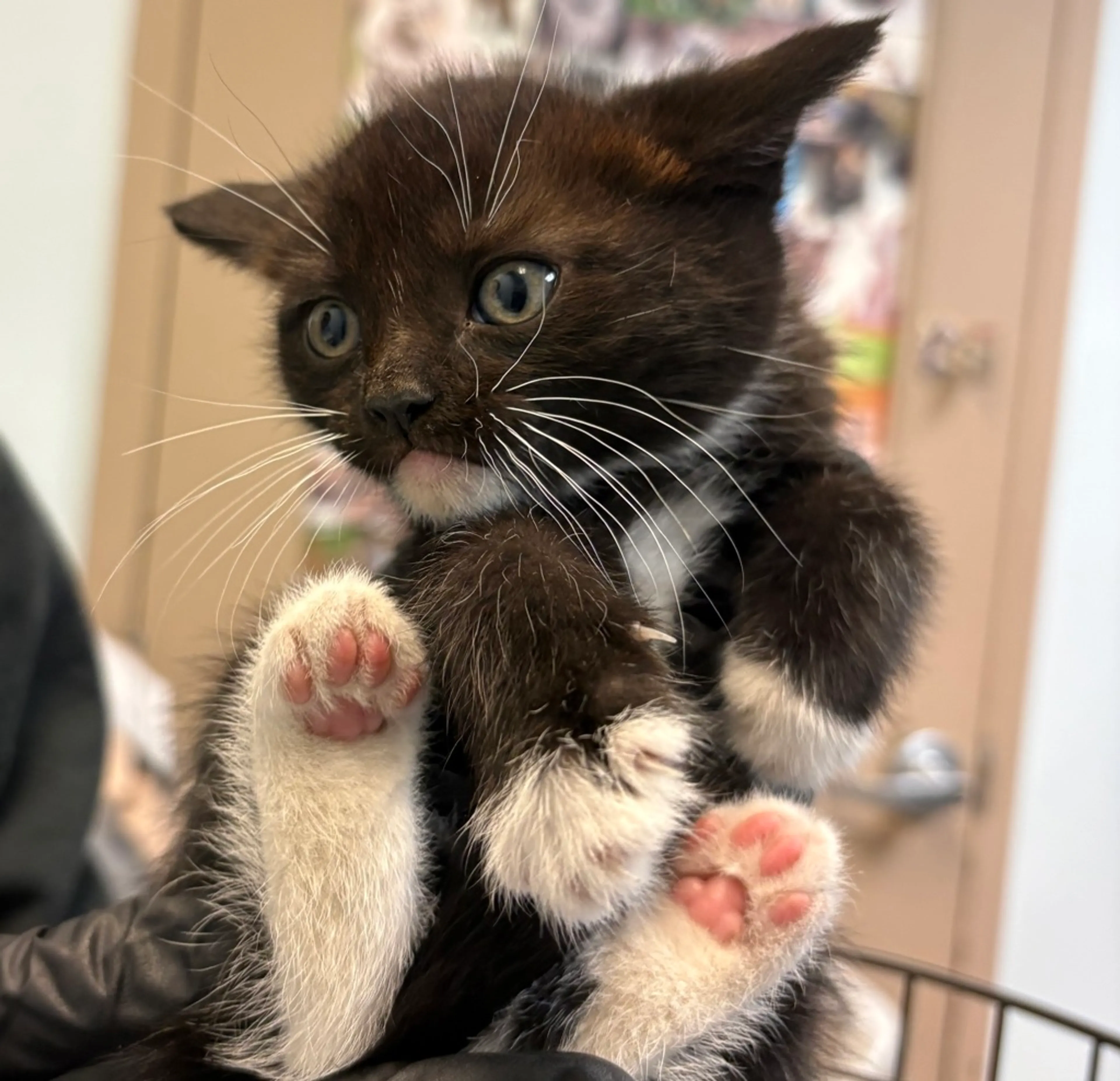 Found pet