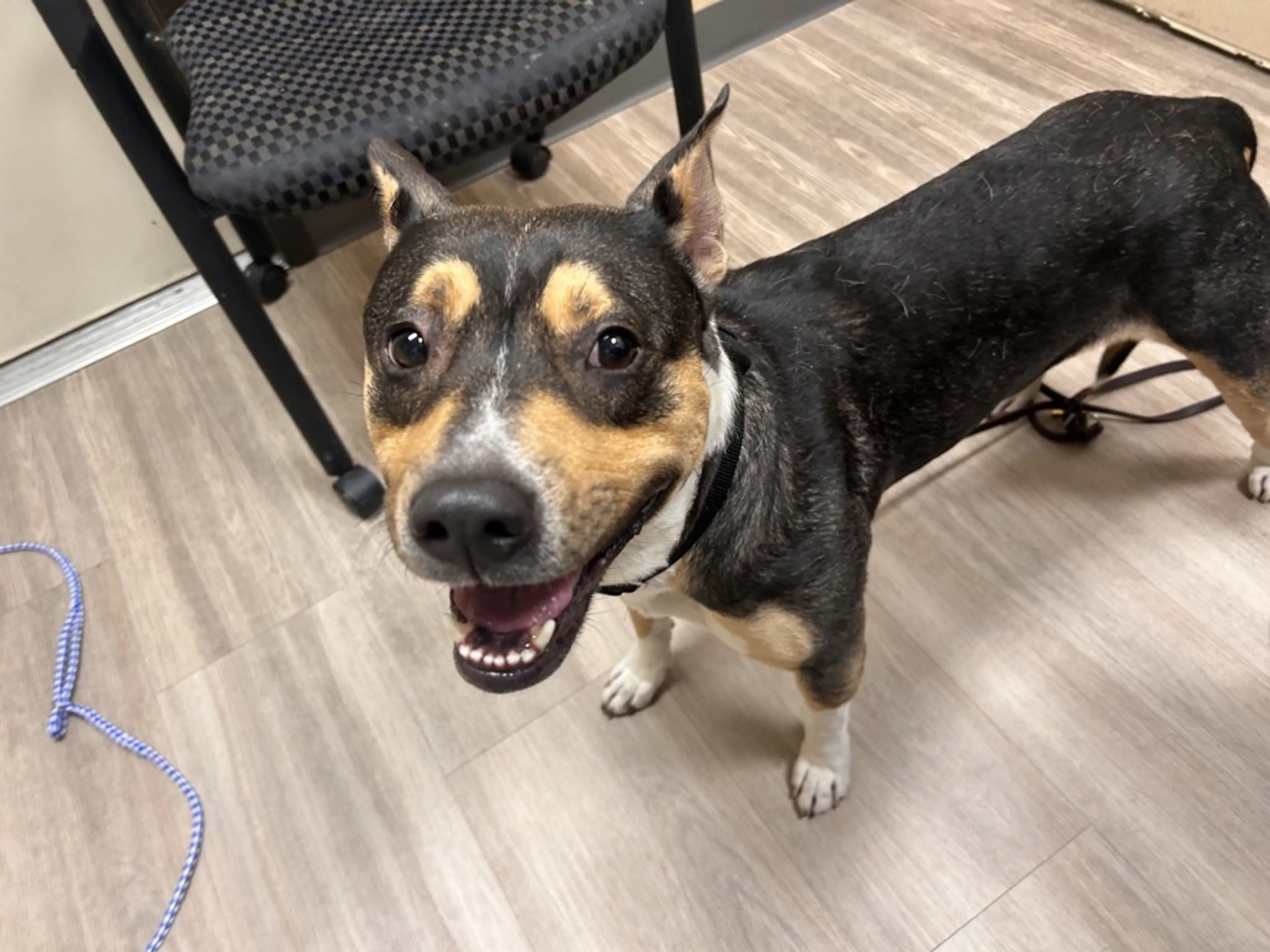 Found pet