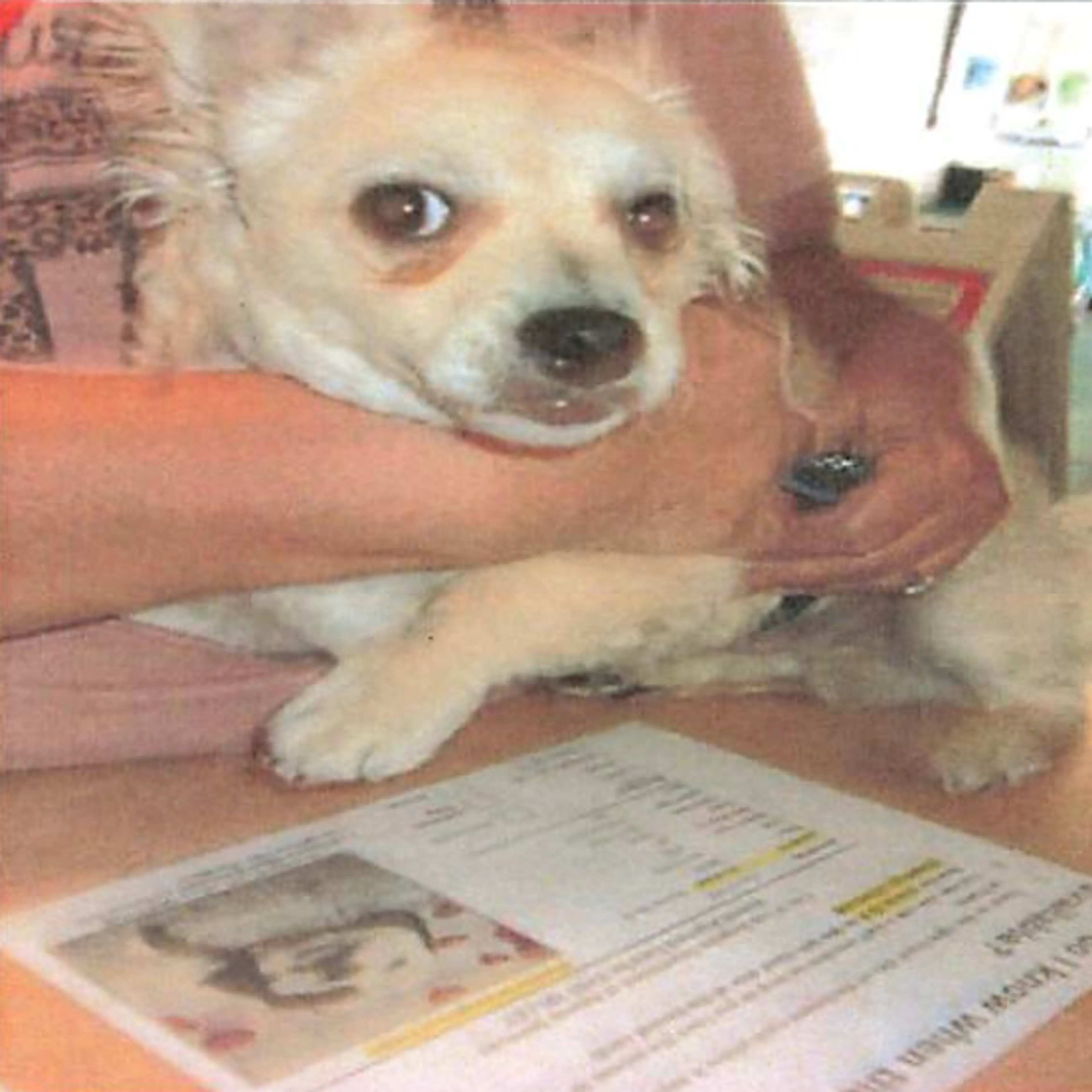 Found pet