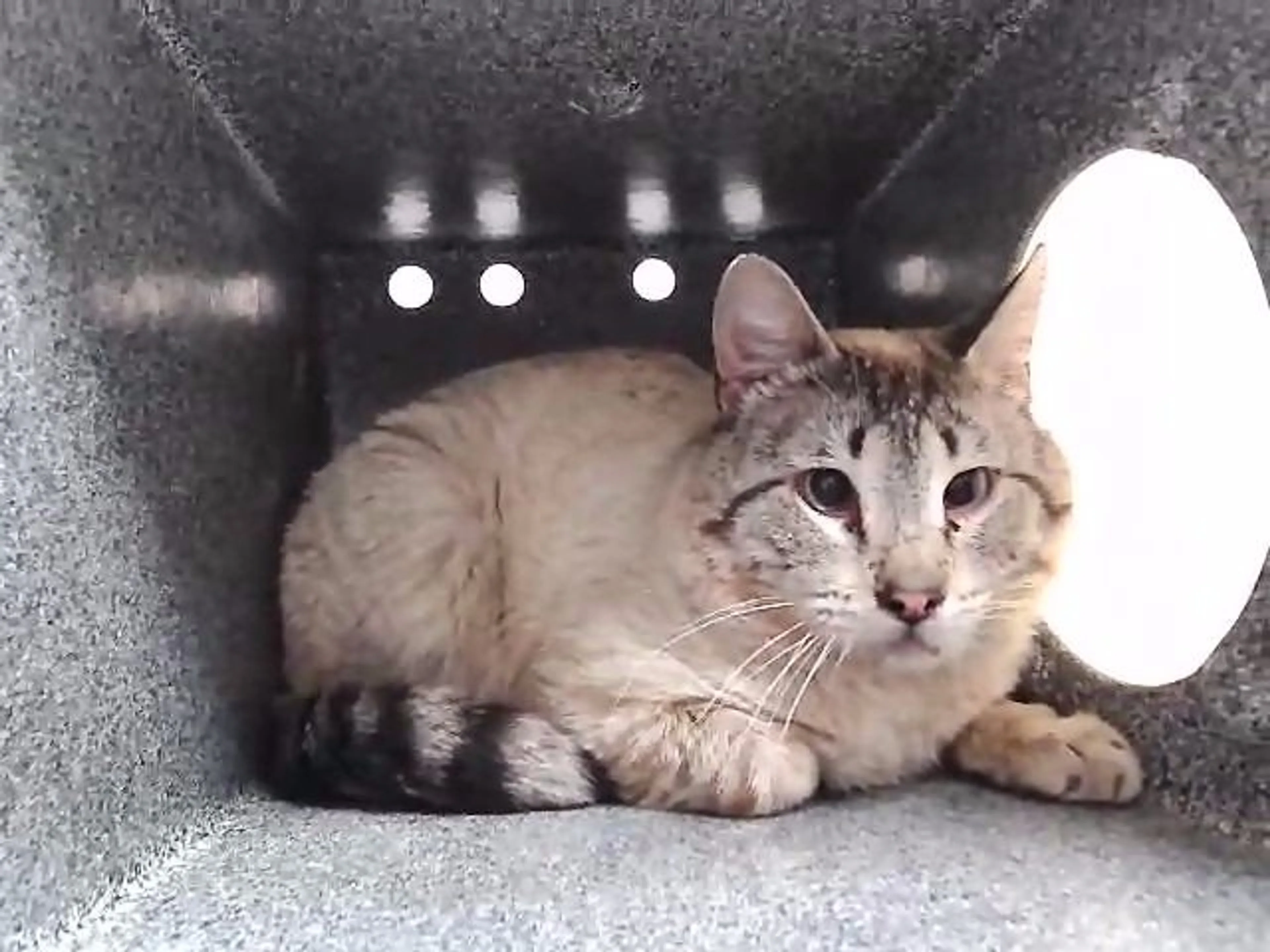 Found pet