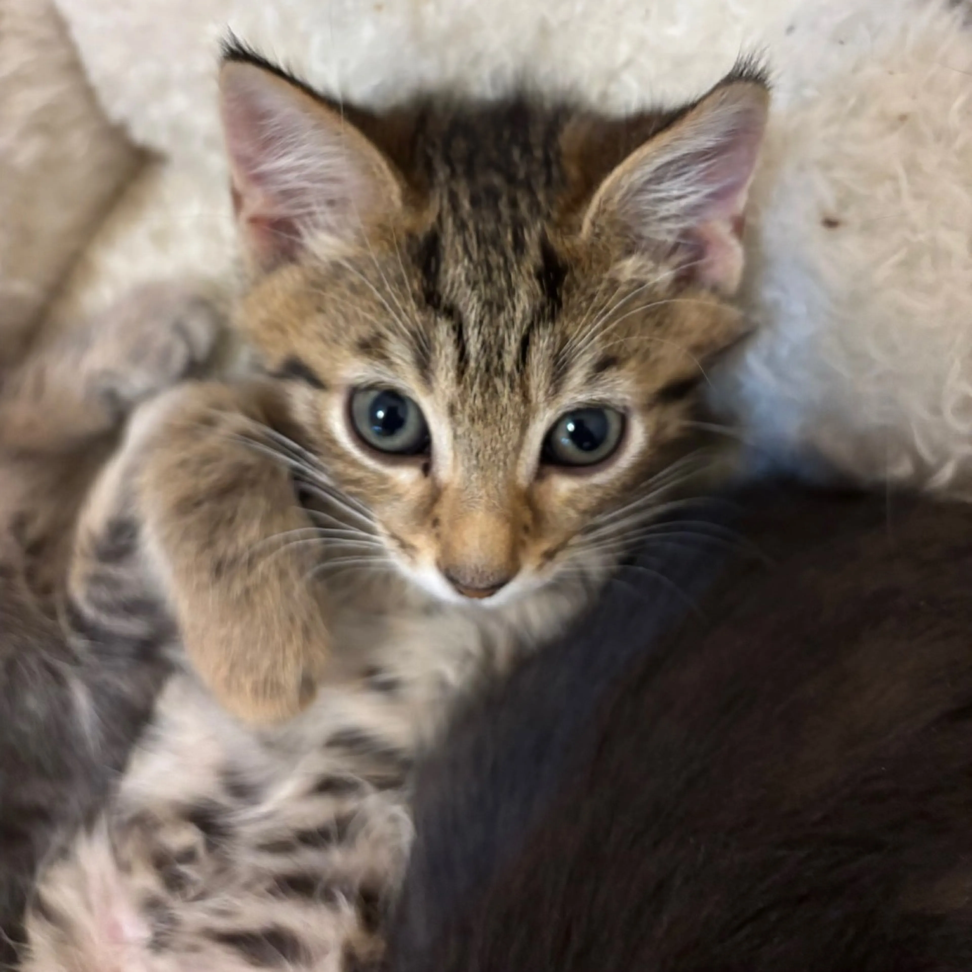 Found pet-1