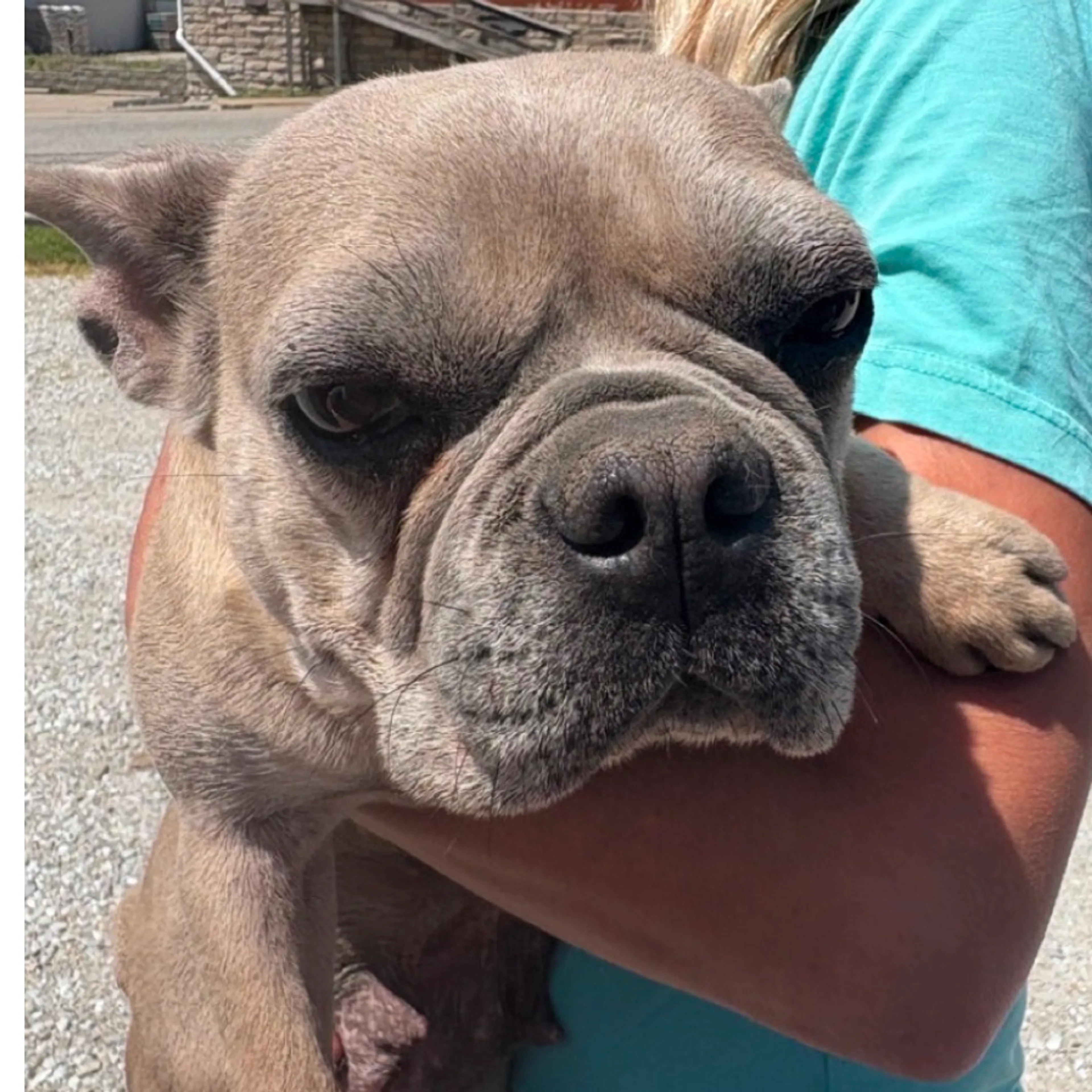Found pet