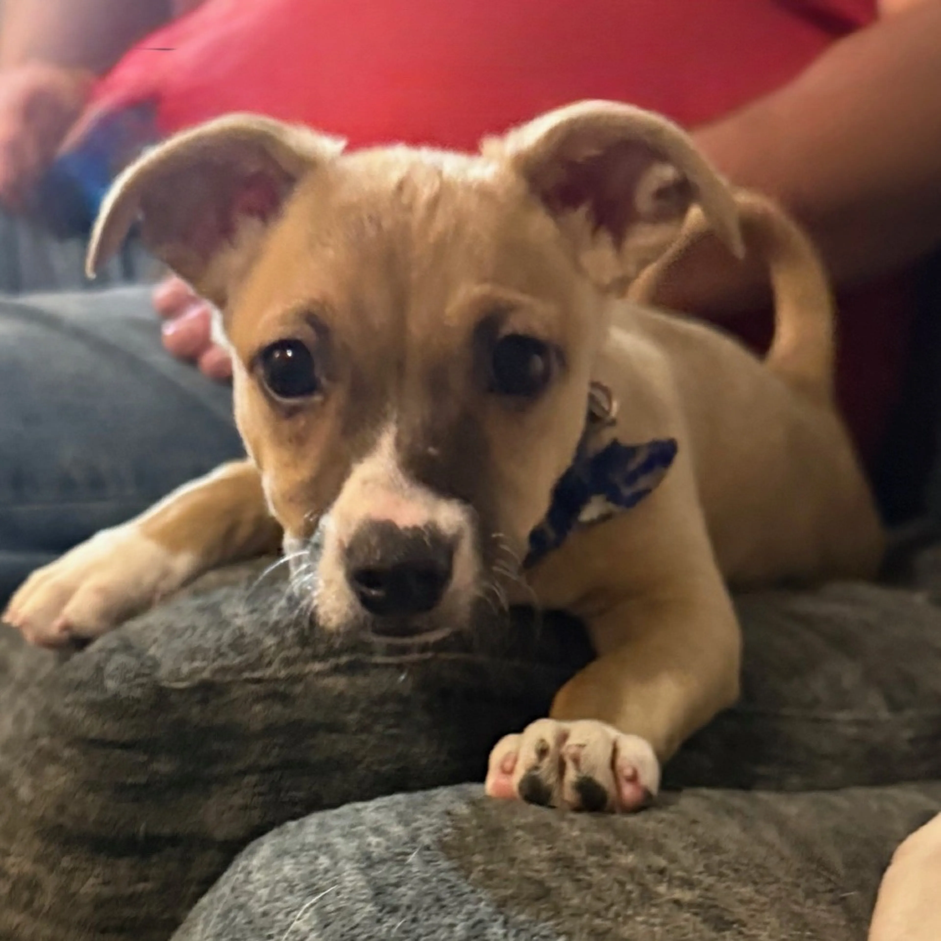 Found pet-2