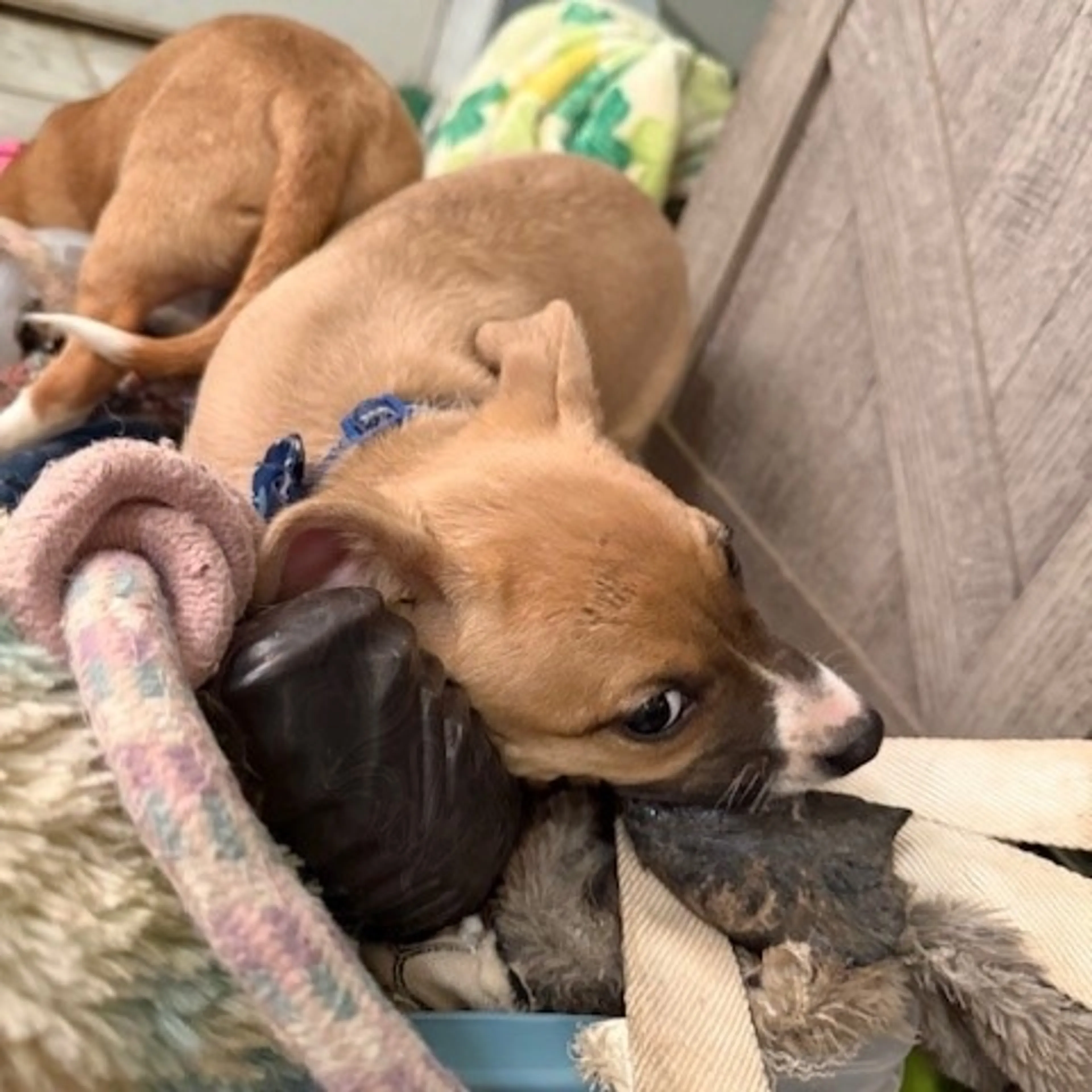 Found pet-4