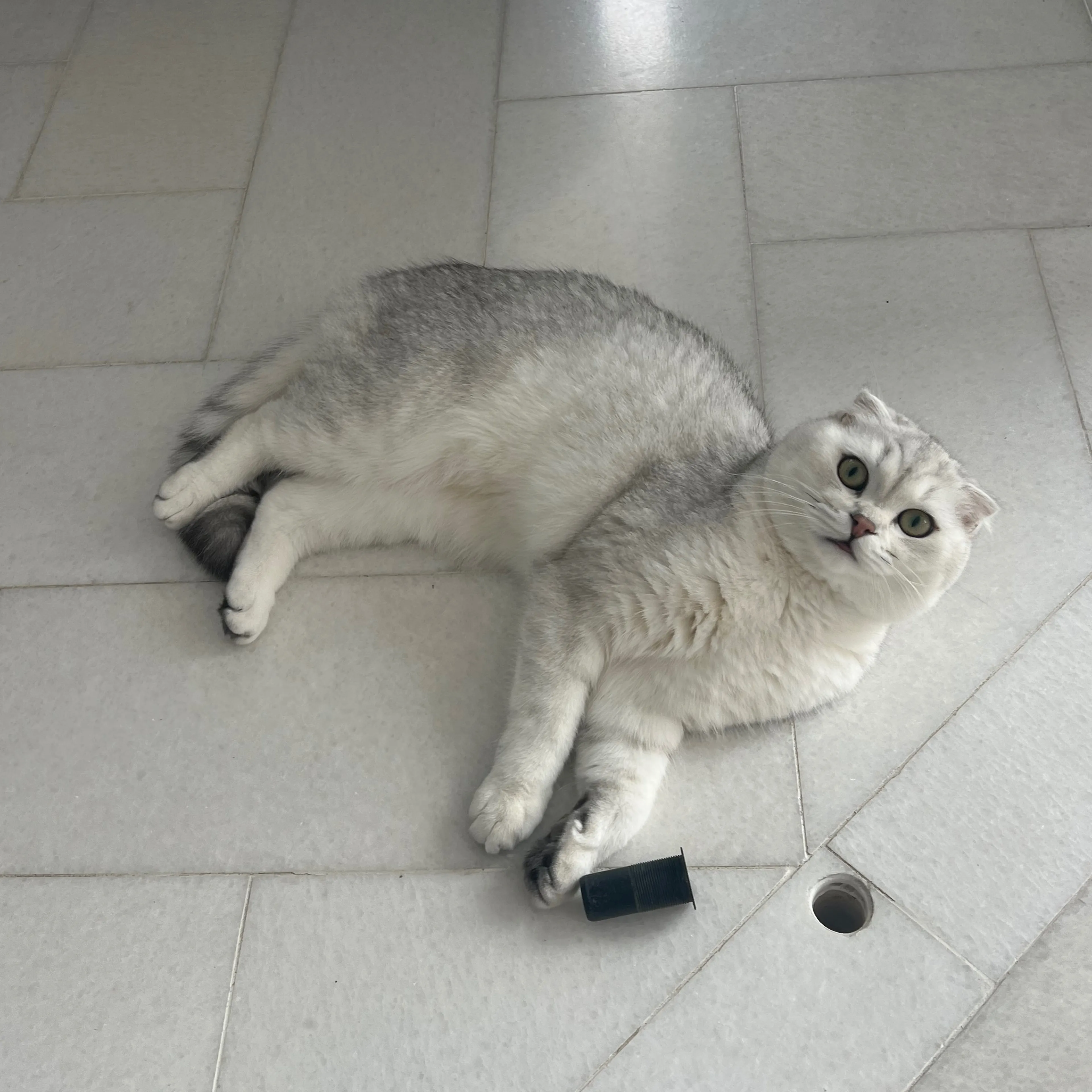 Lost pet-1
