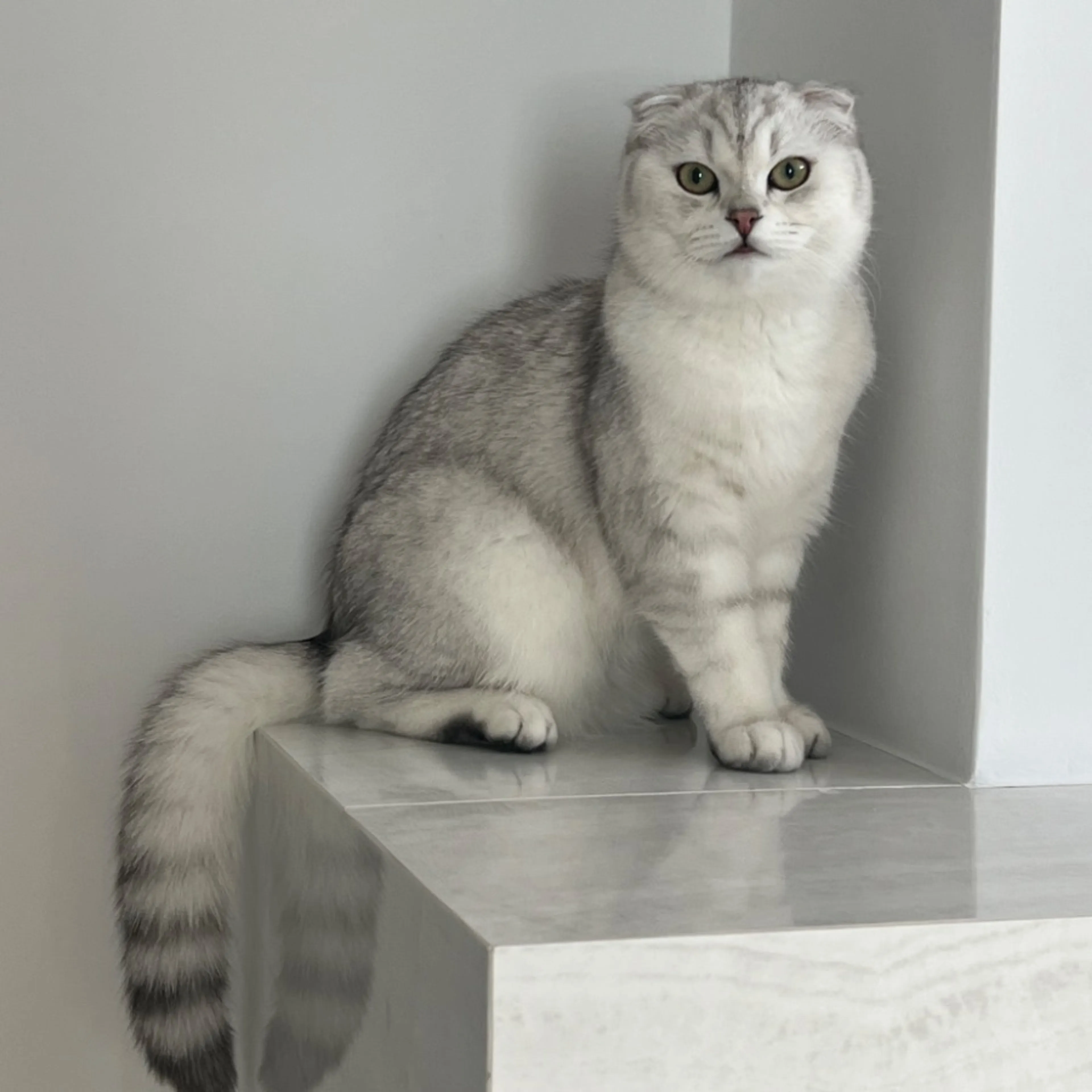 Lost pet-0