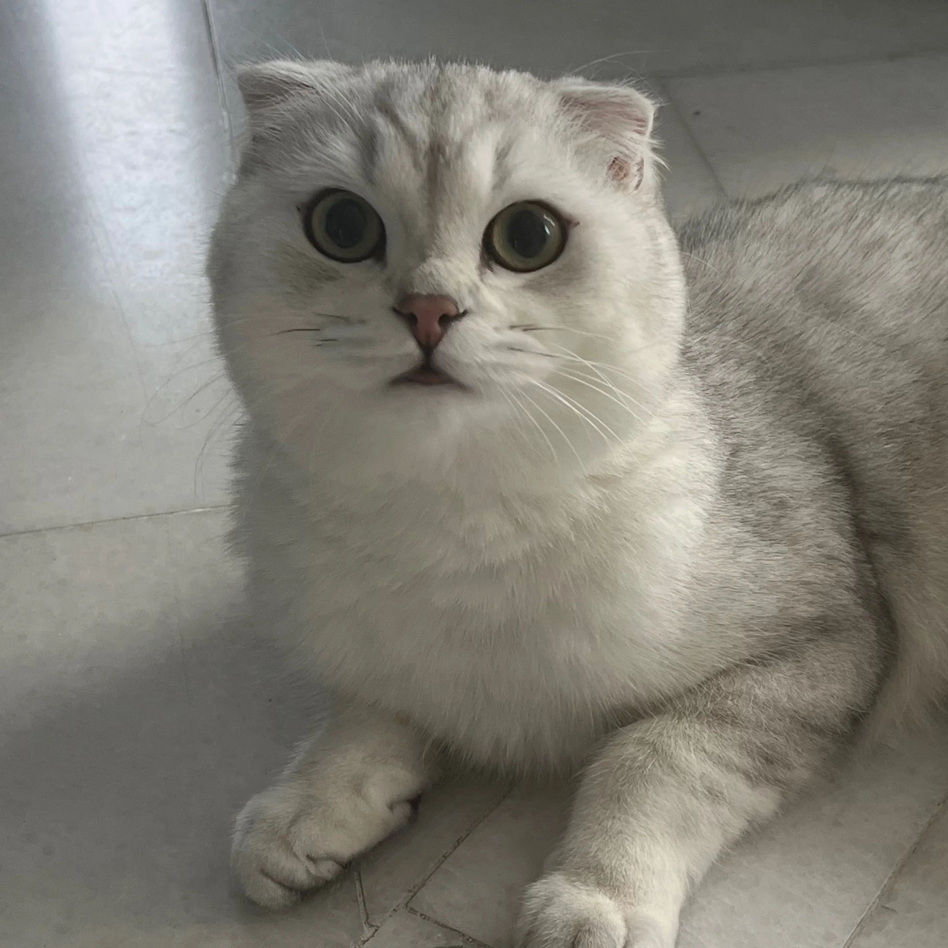 Lost pet-2