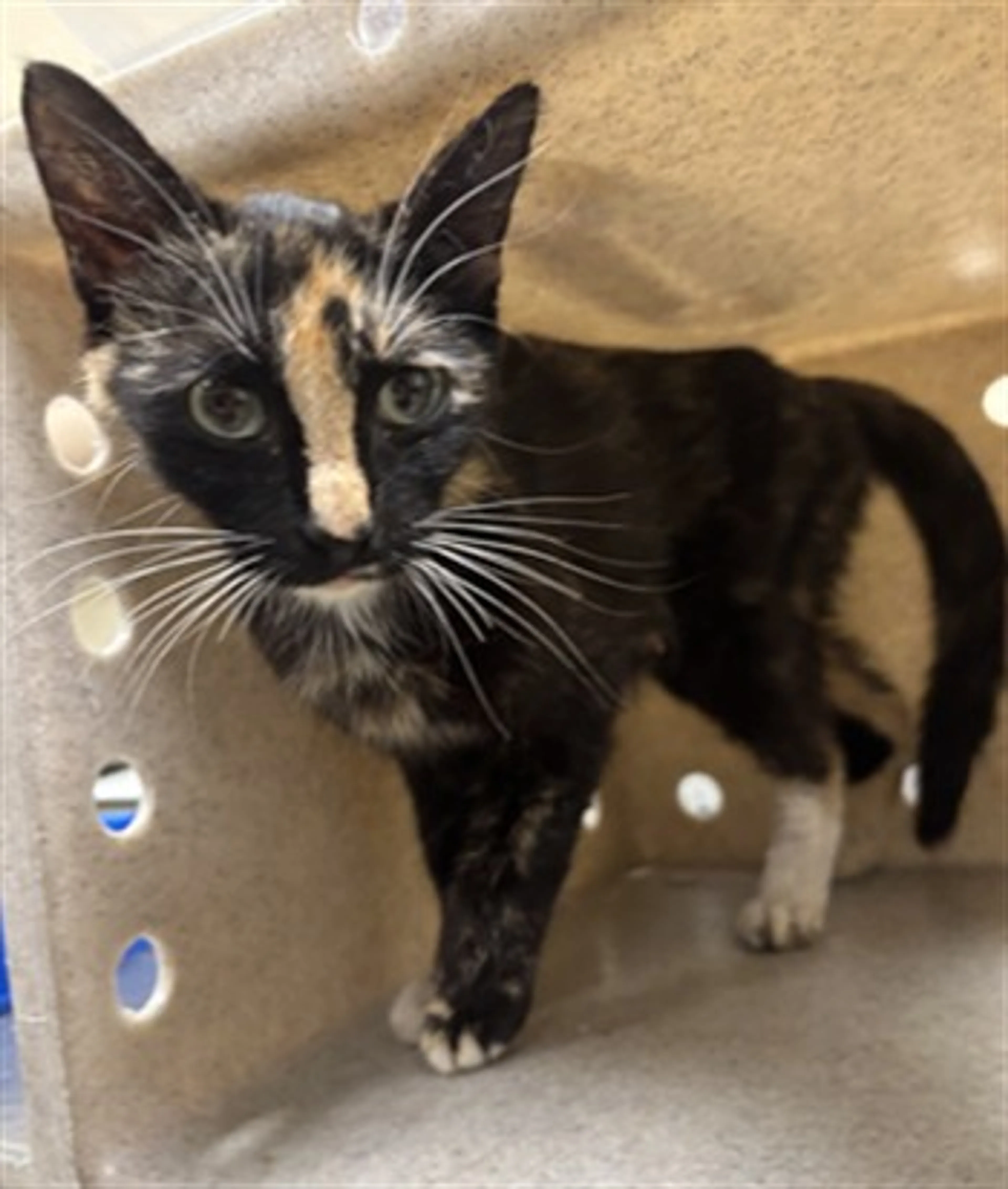 Found pet
