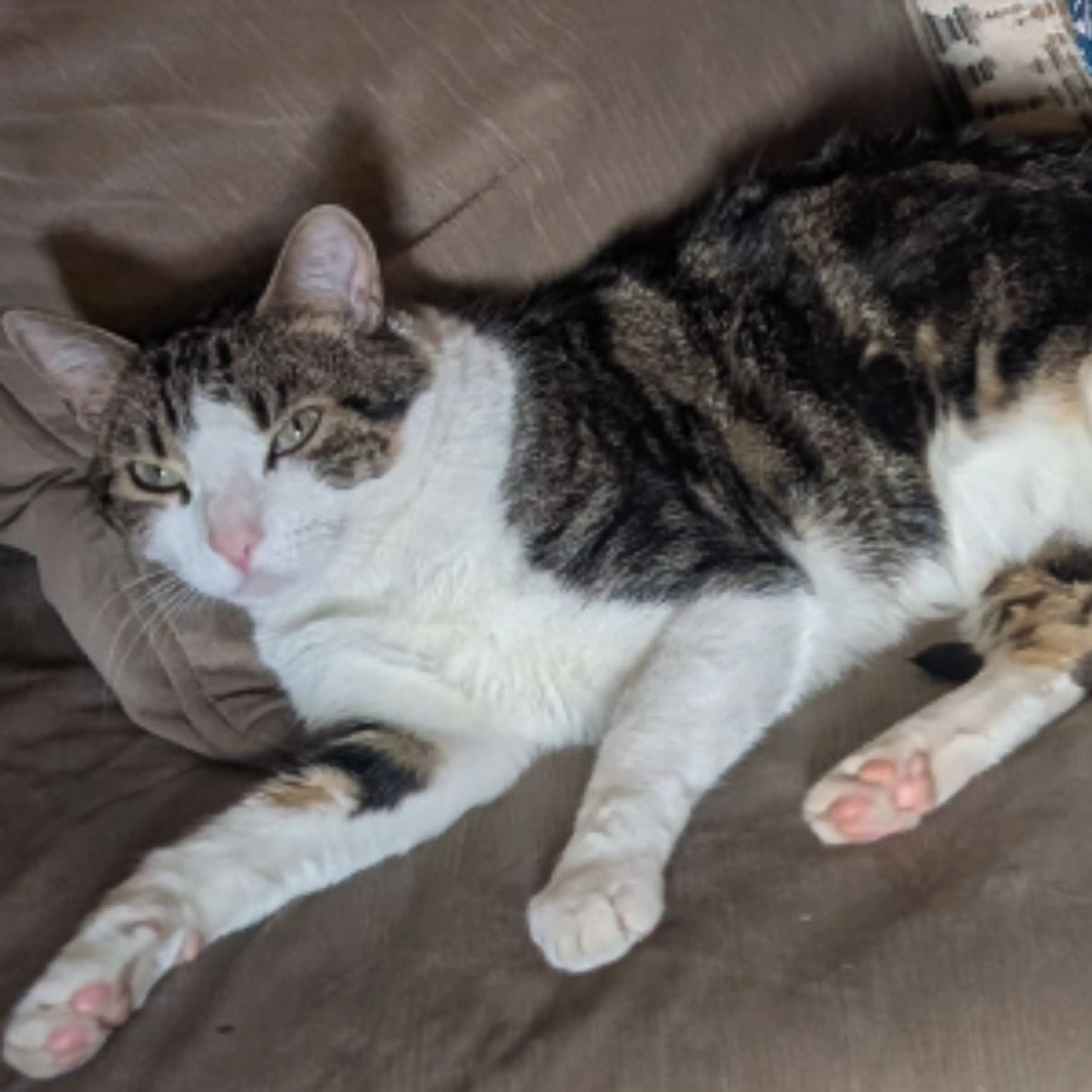 Lost pet-0
