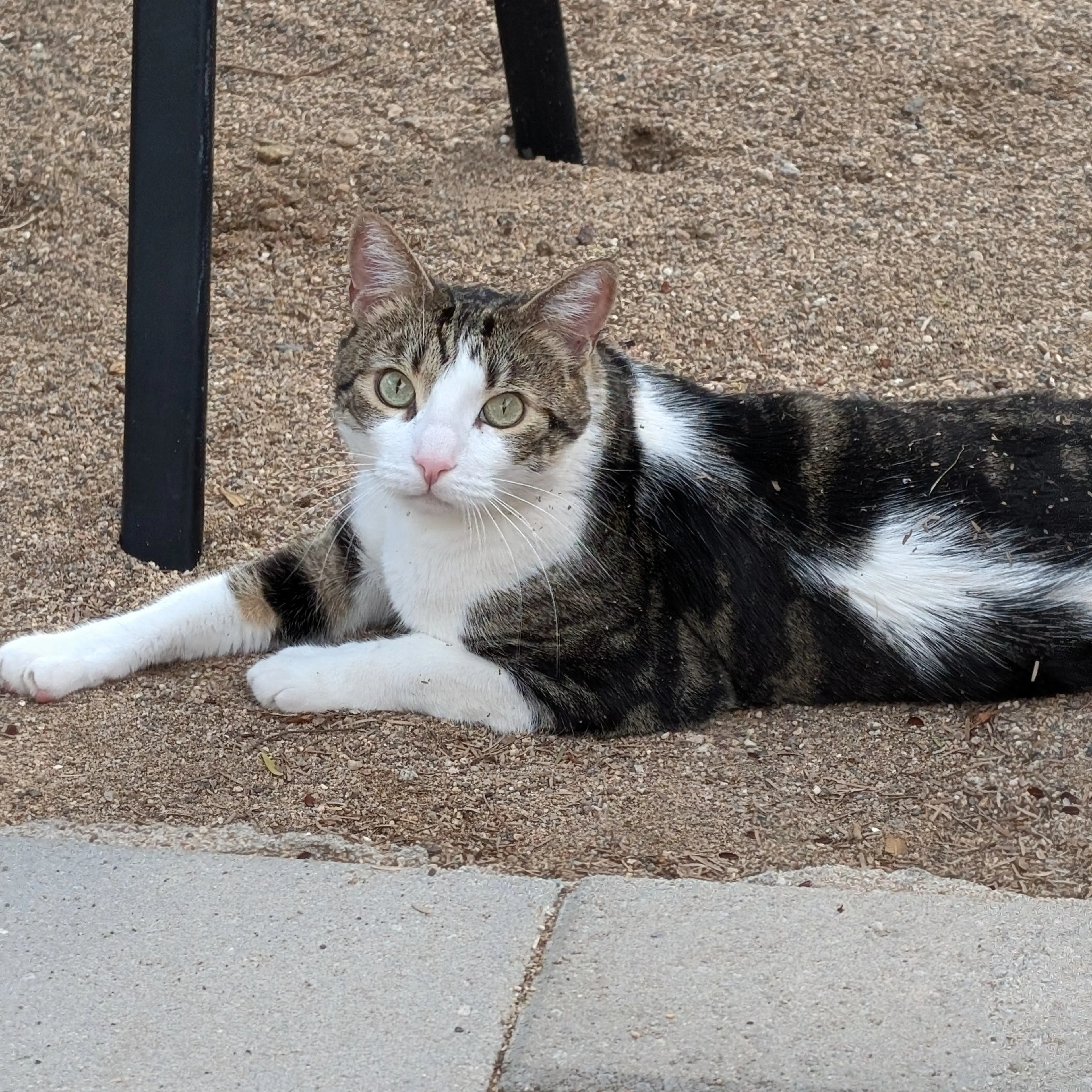 Lost pet-2
