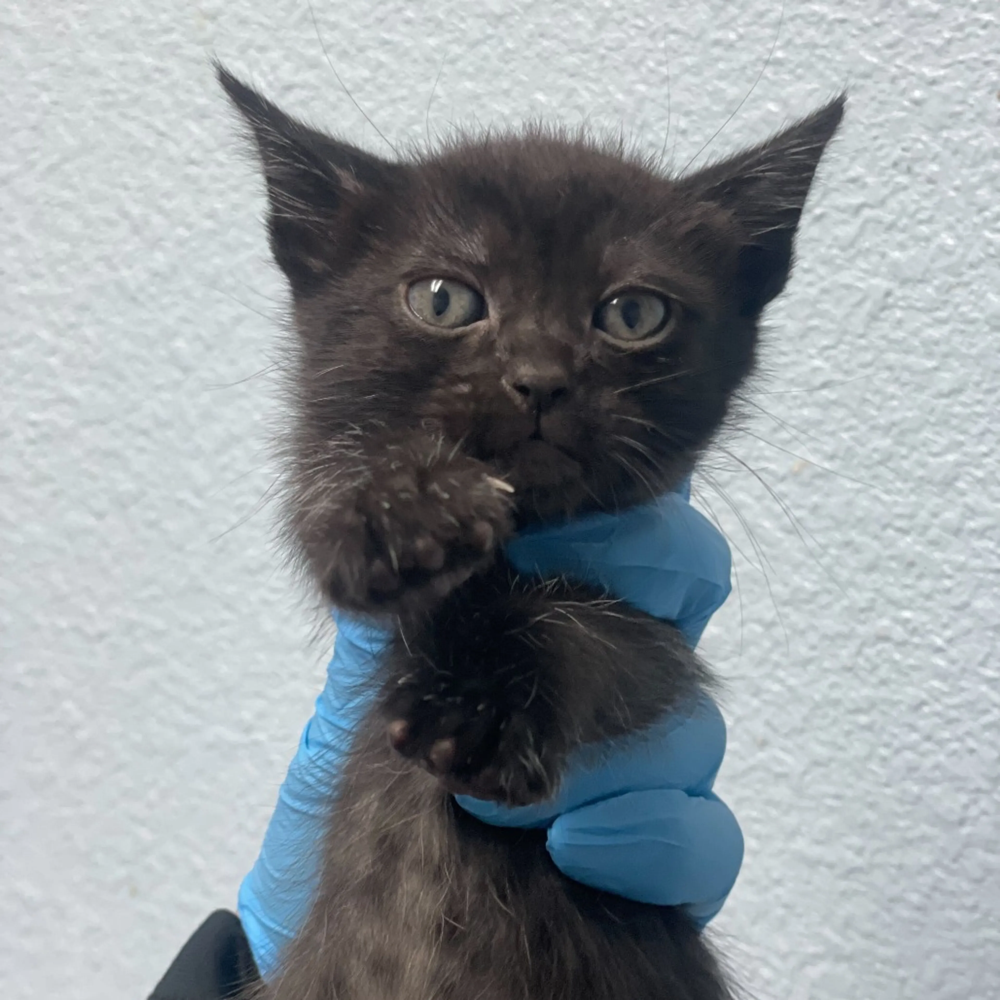 Found pet-1
