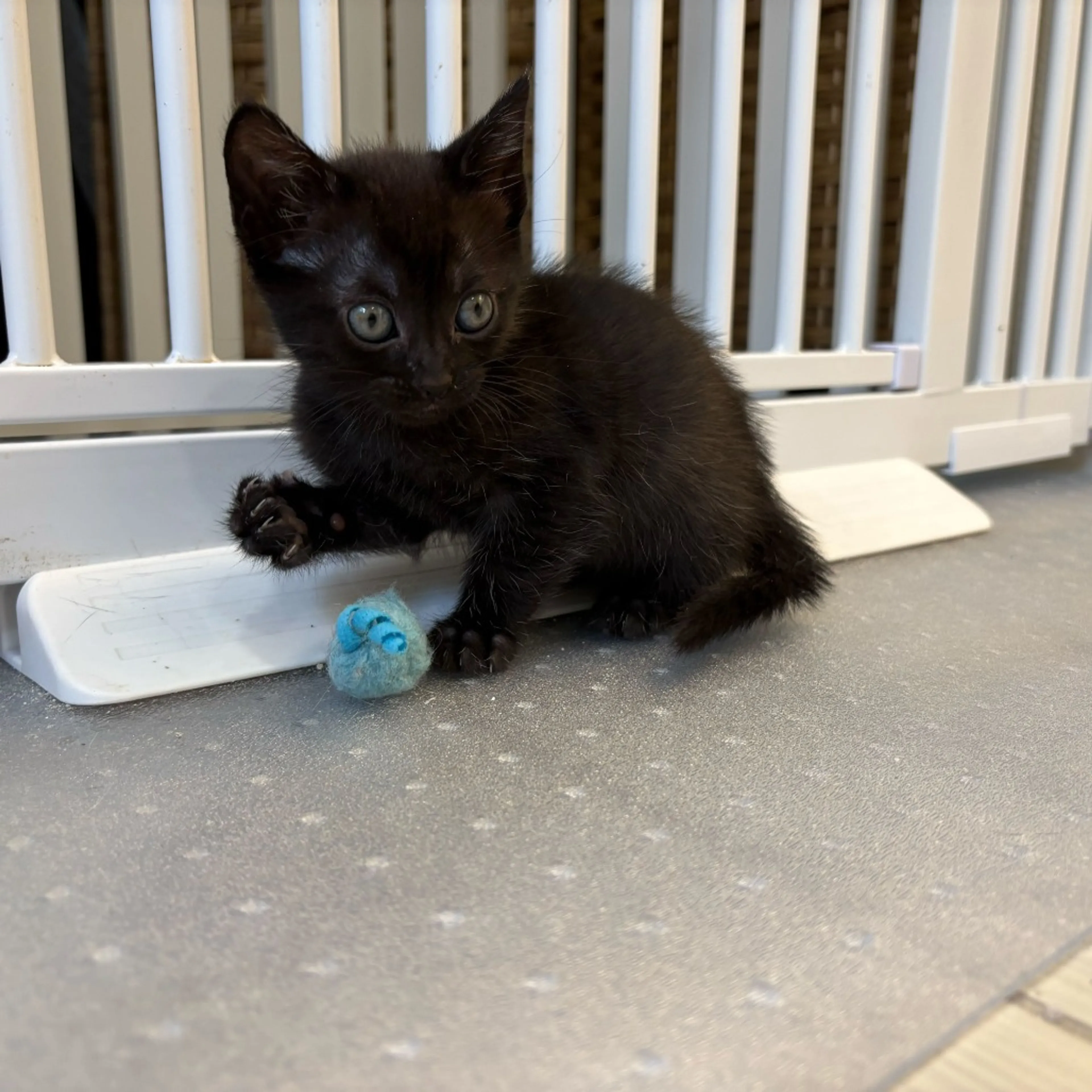 Found pet-2