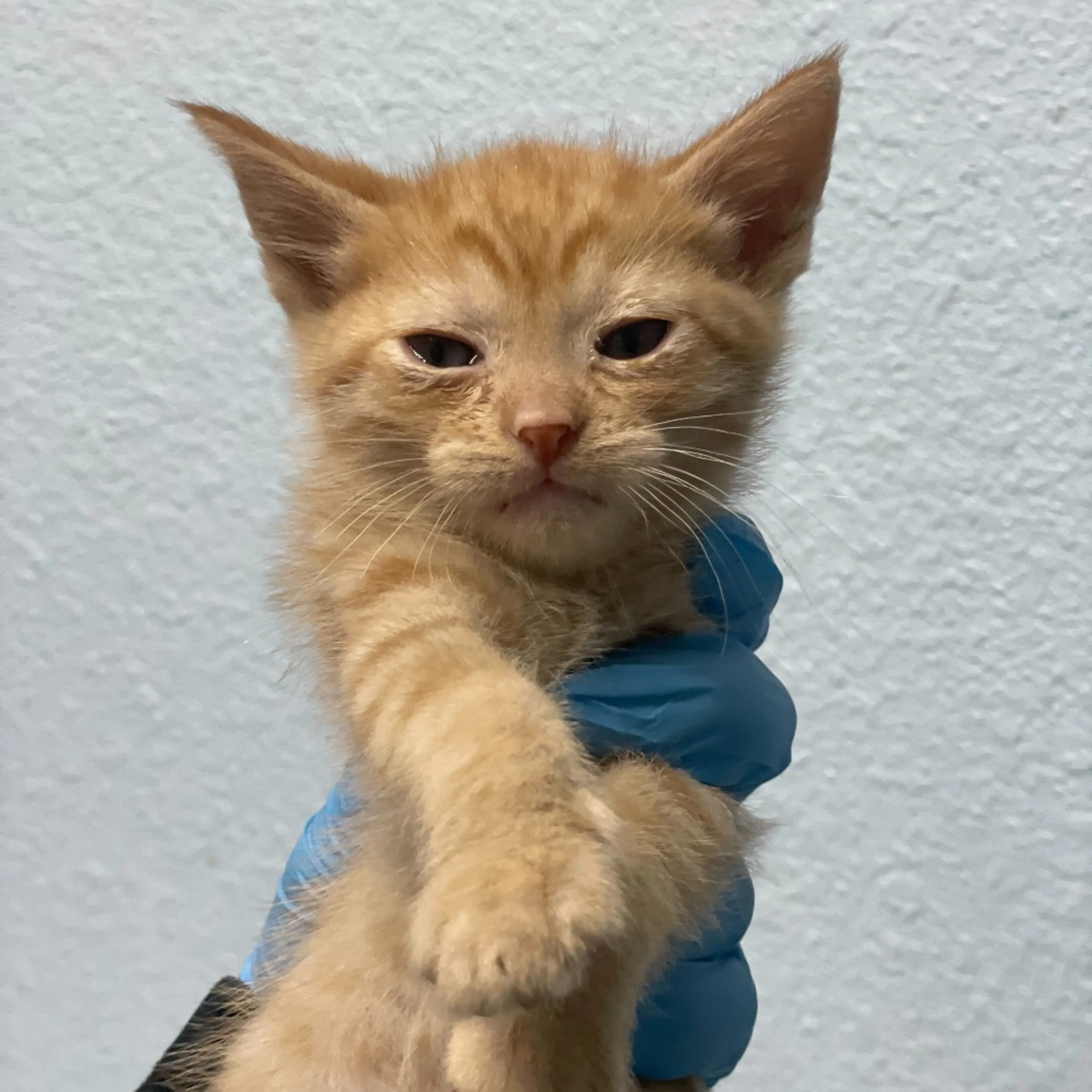 Found pet-1