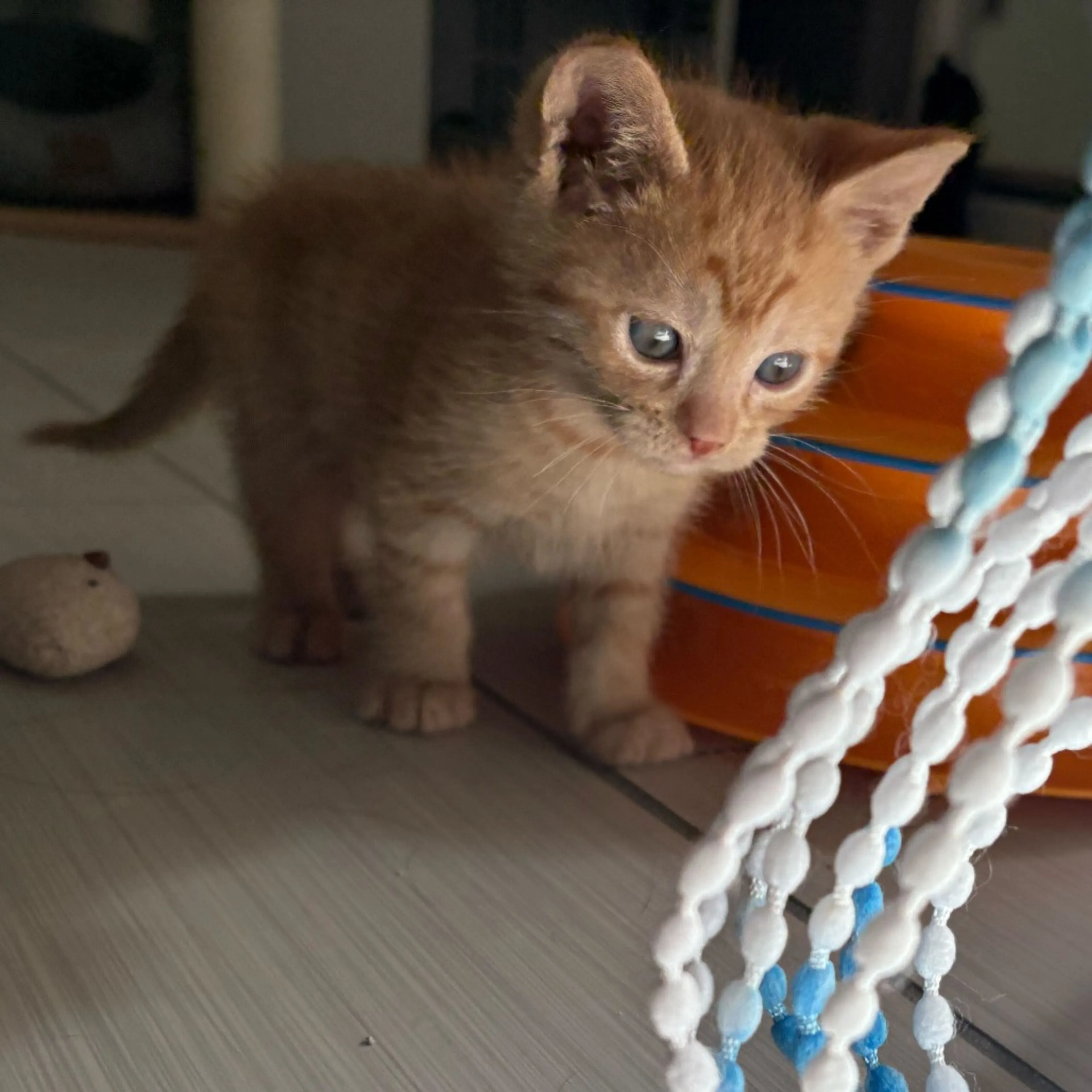 Found pet-0