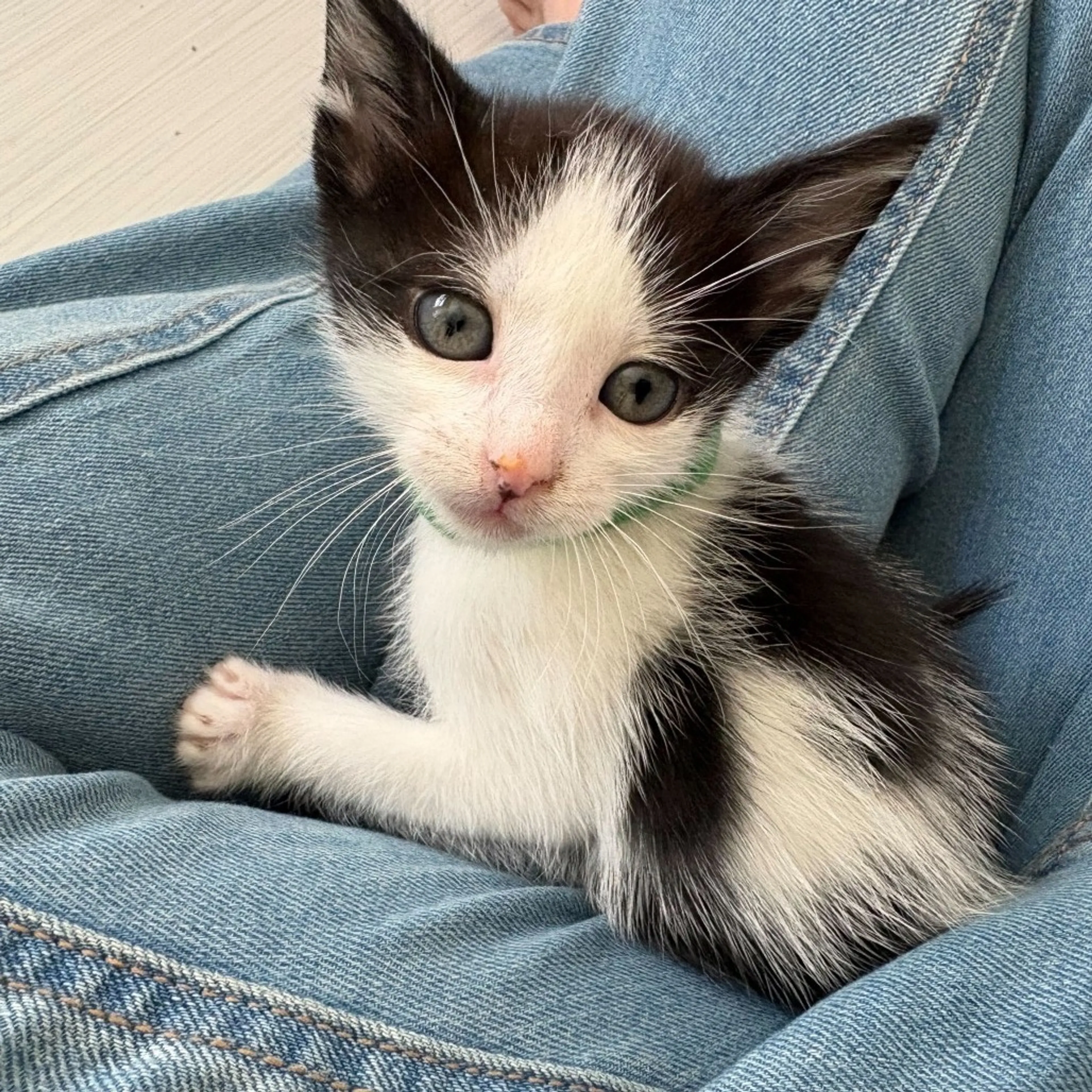 Found pet-0
