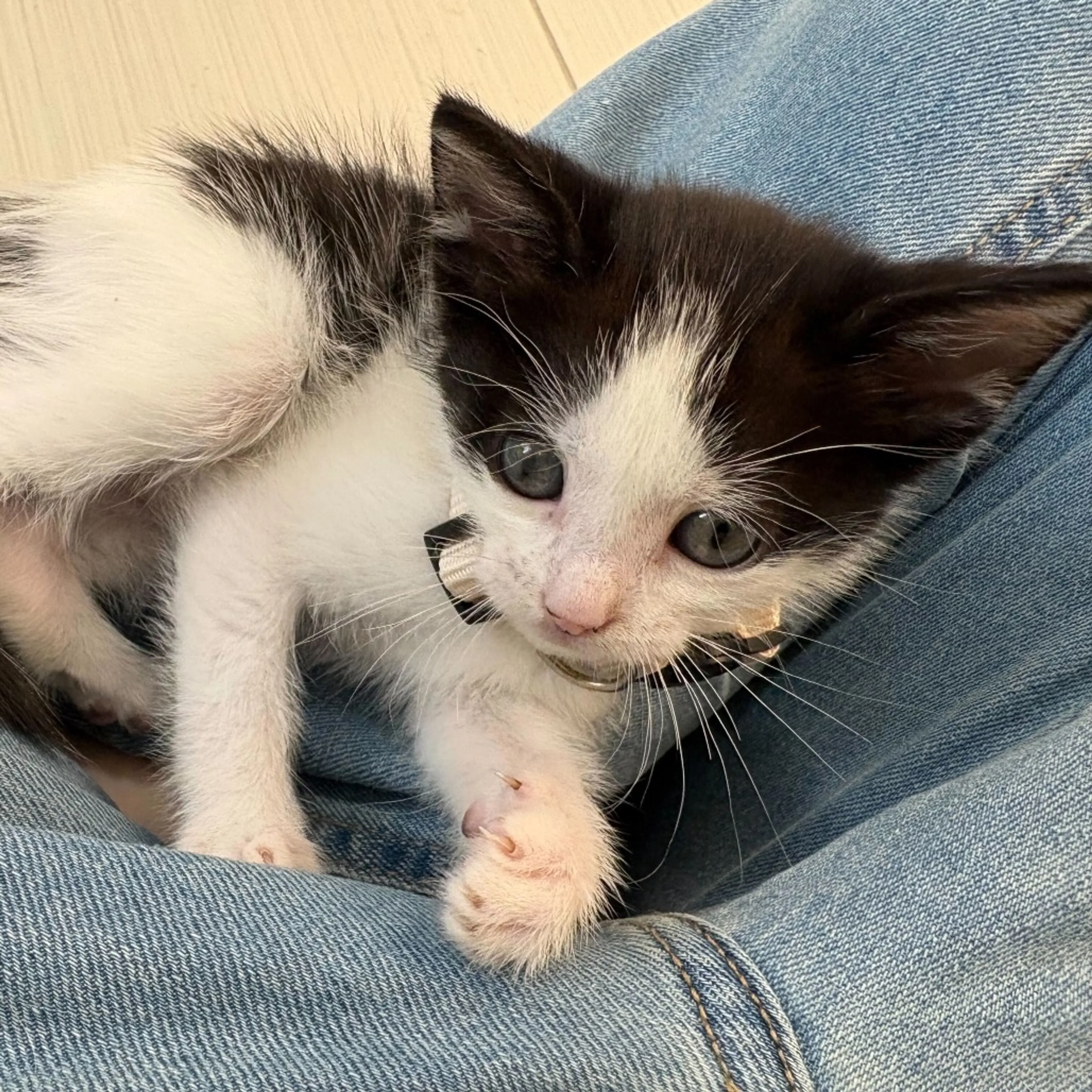 Found pet-2