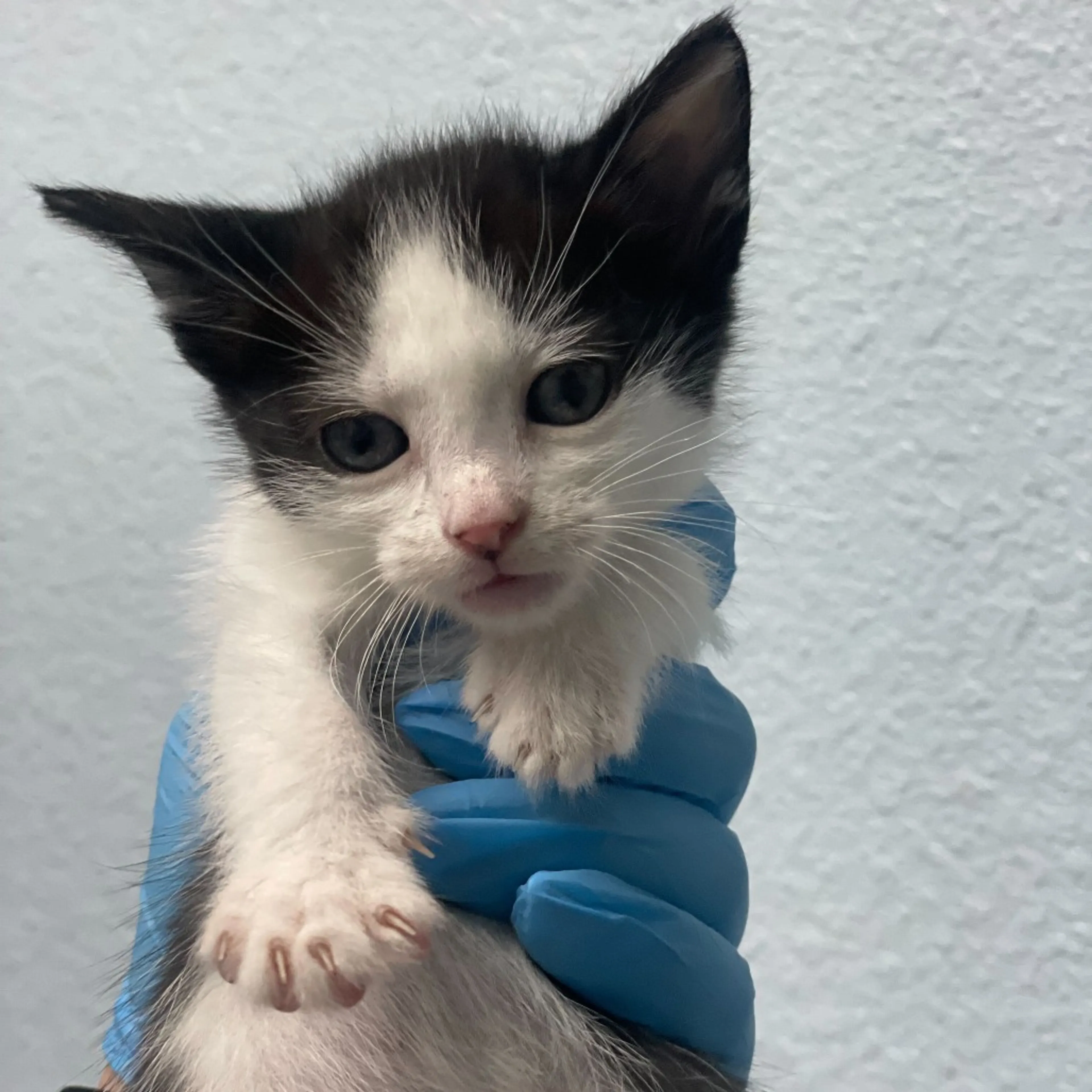 Found pet-1