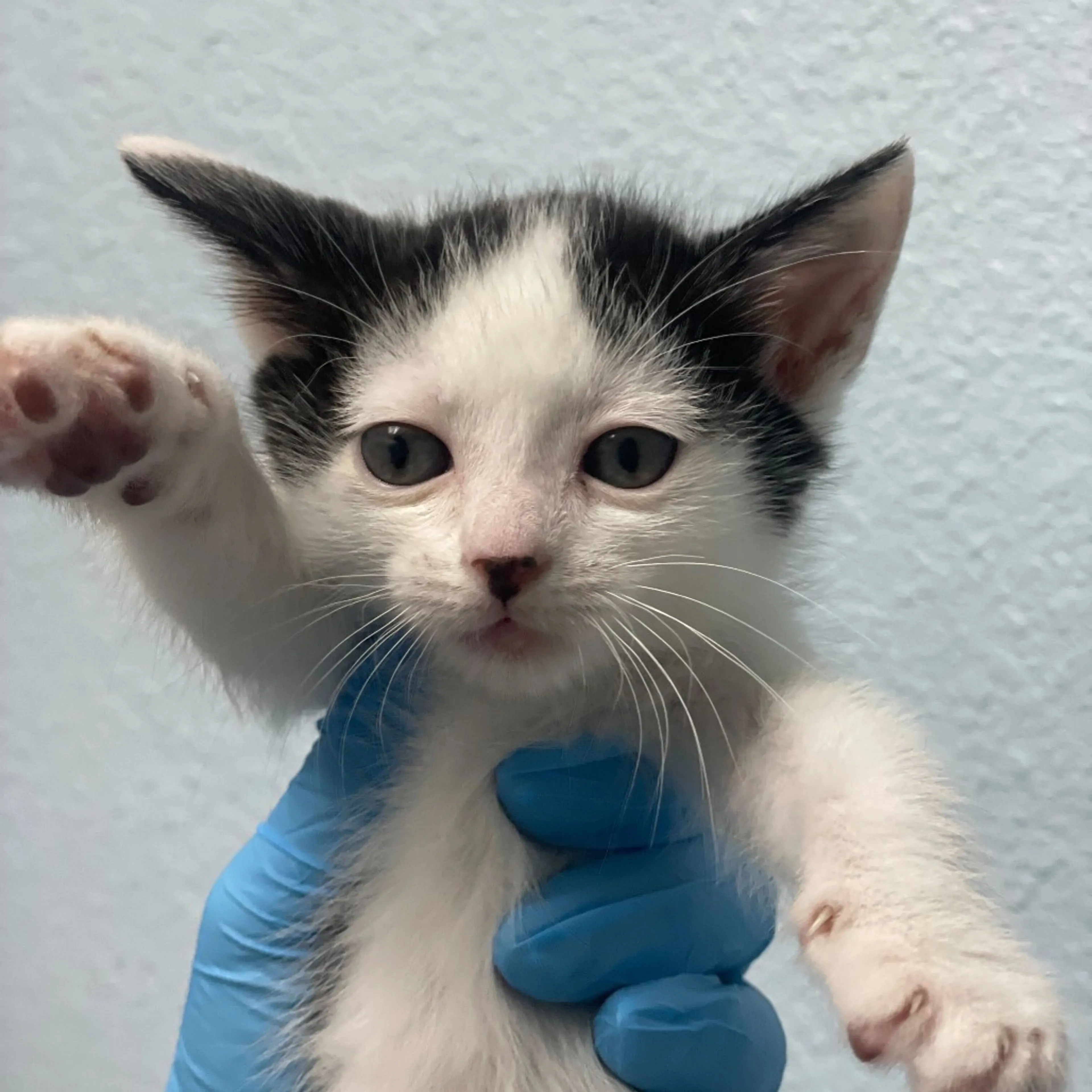 Found pet