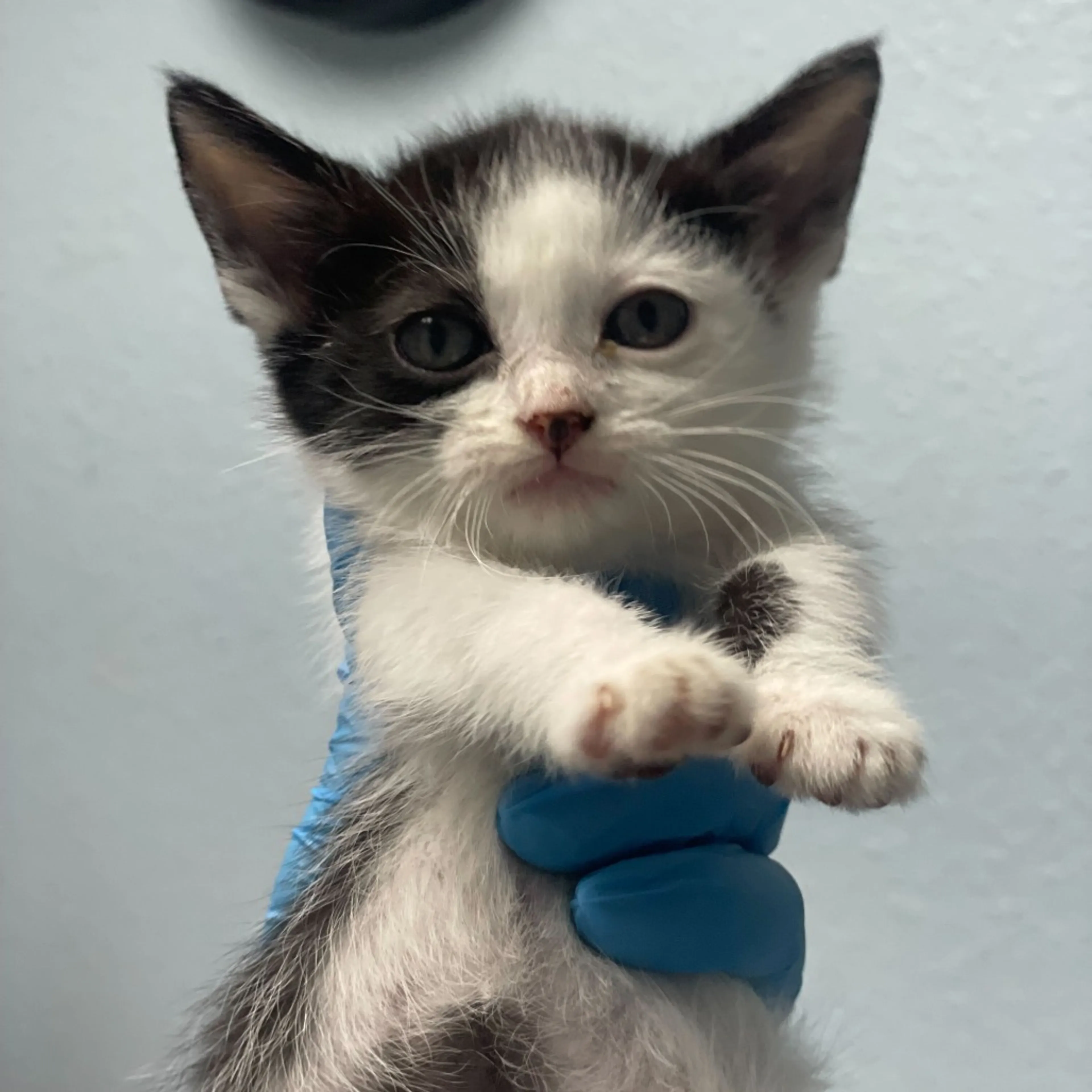 Found pet