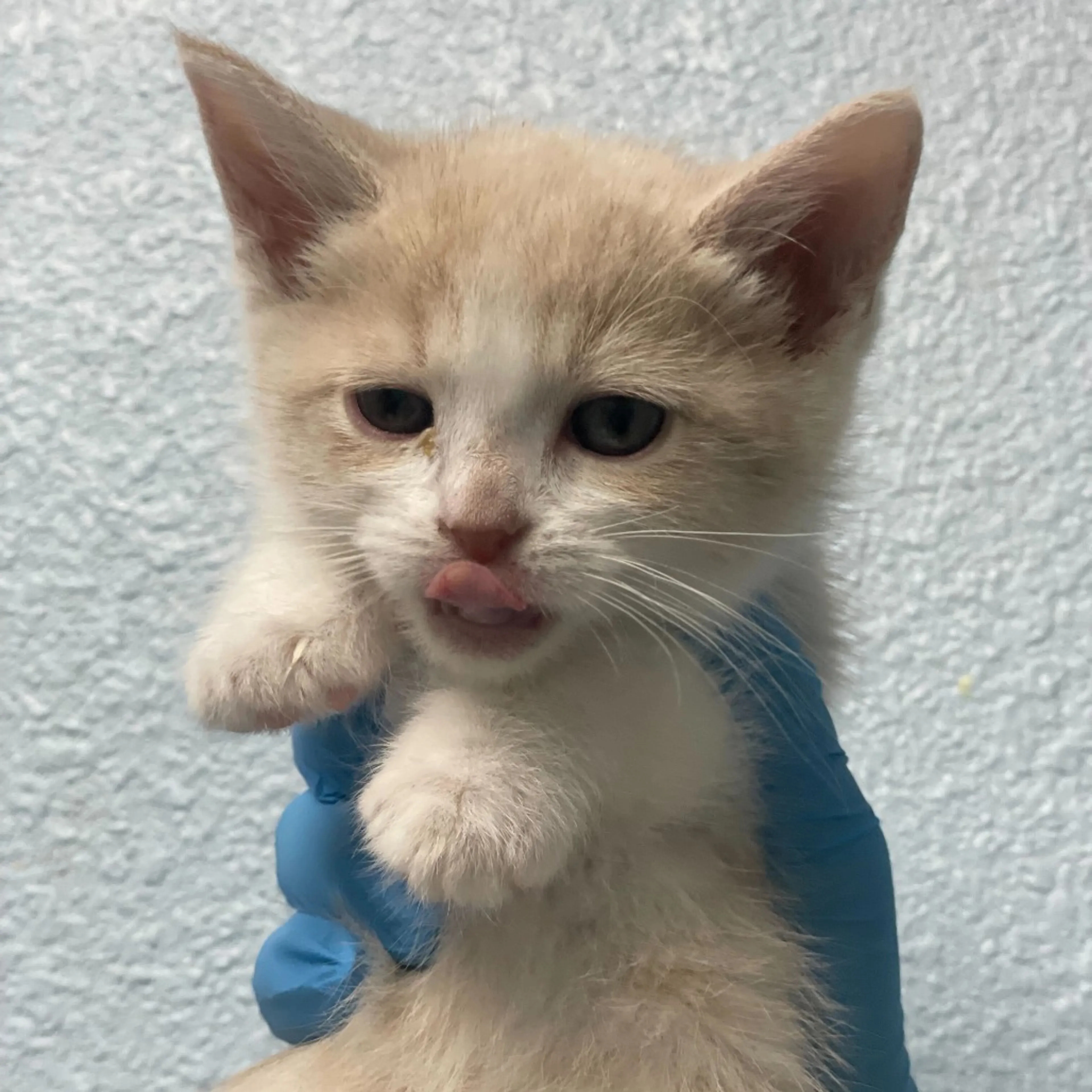 Found pet