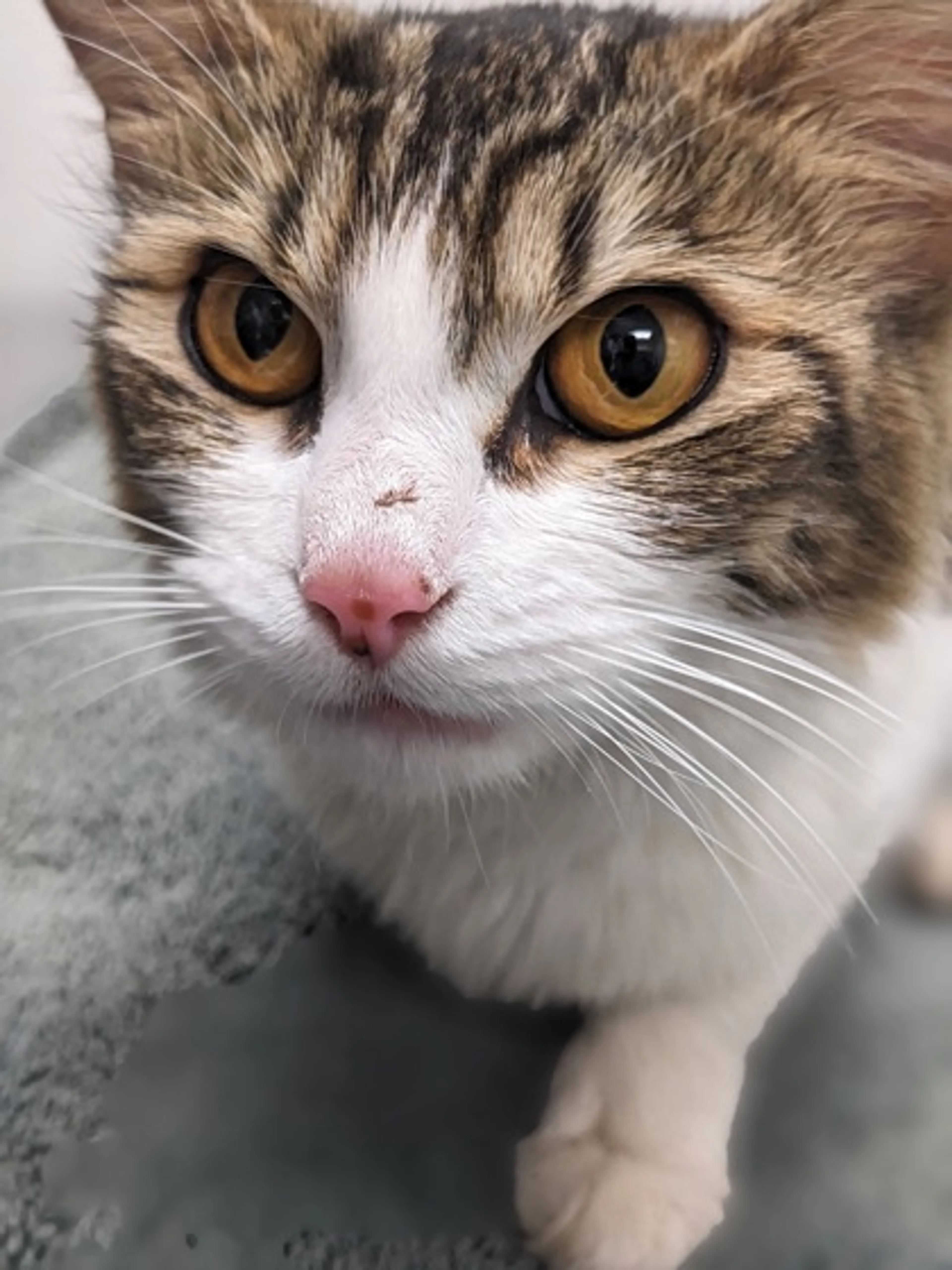 Found pet