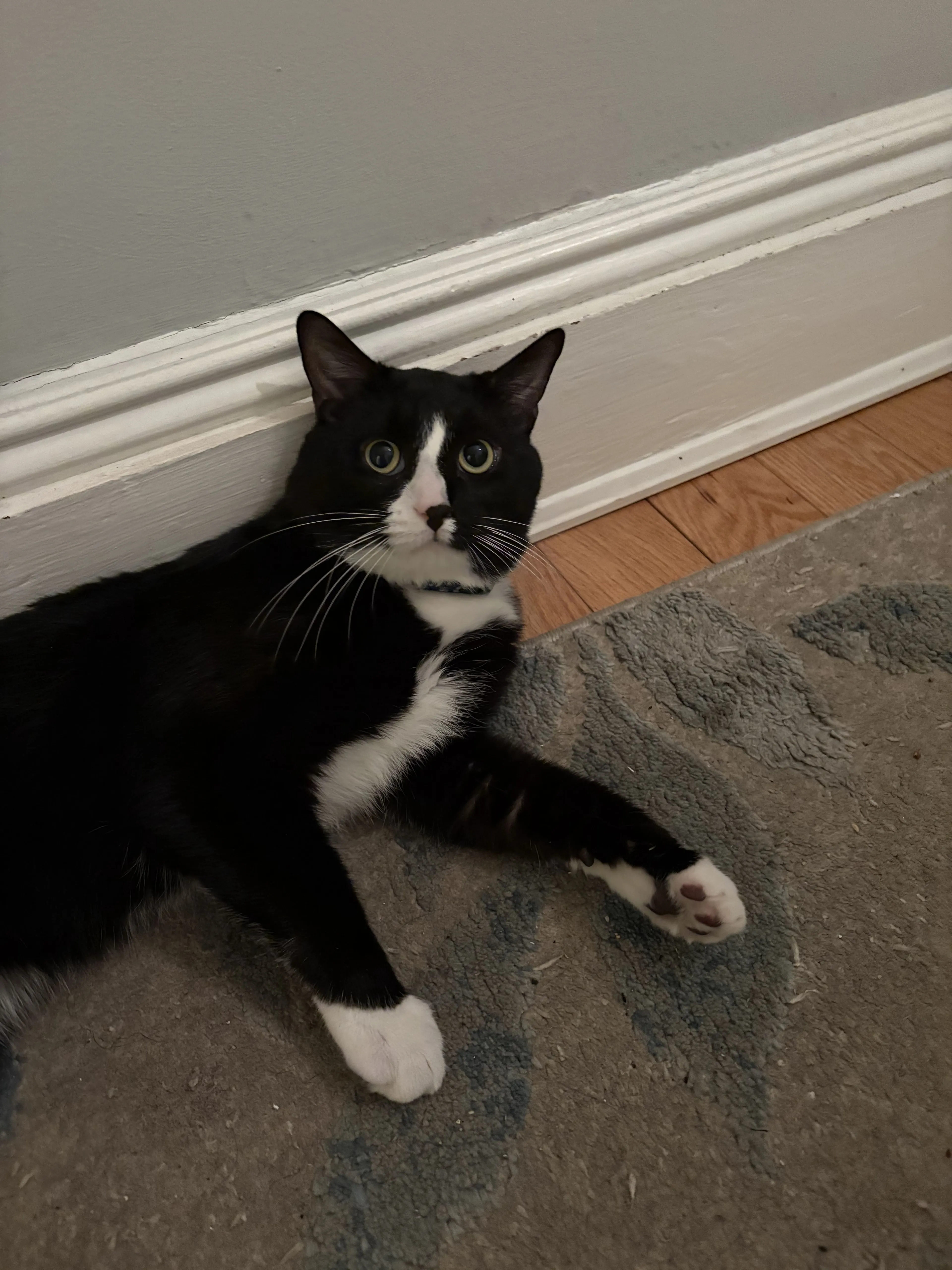 Lost pet-1