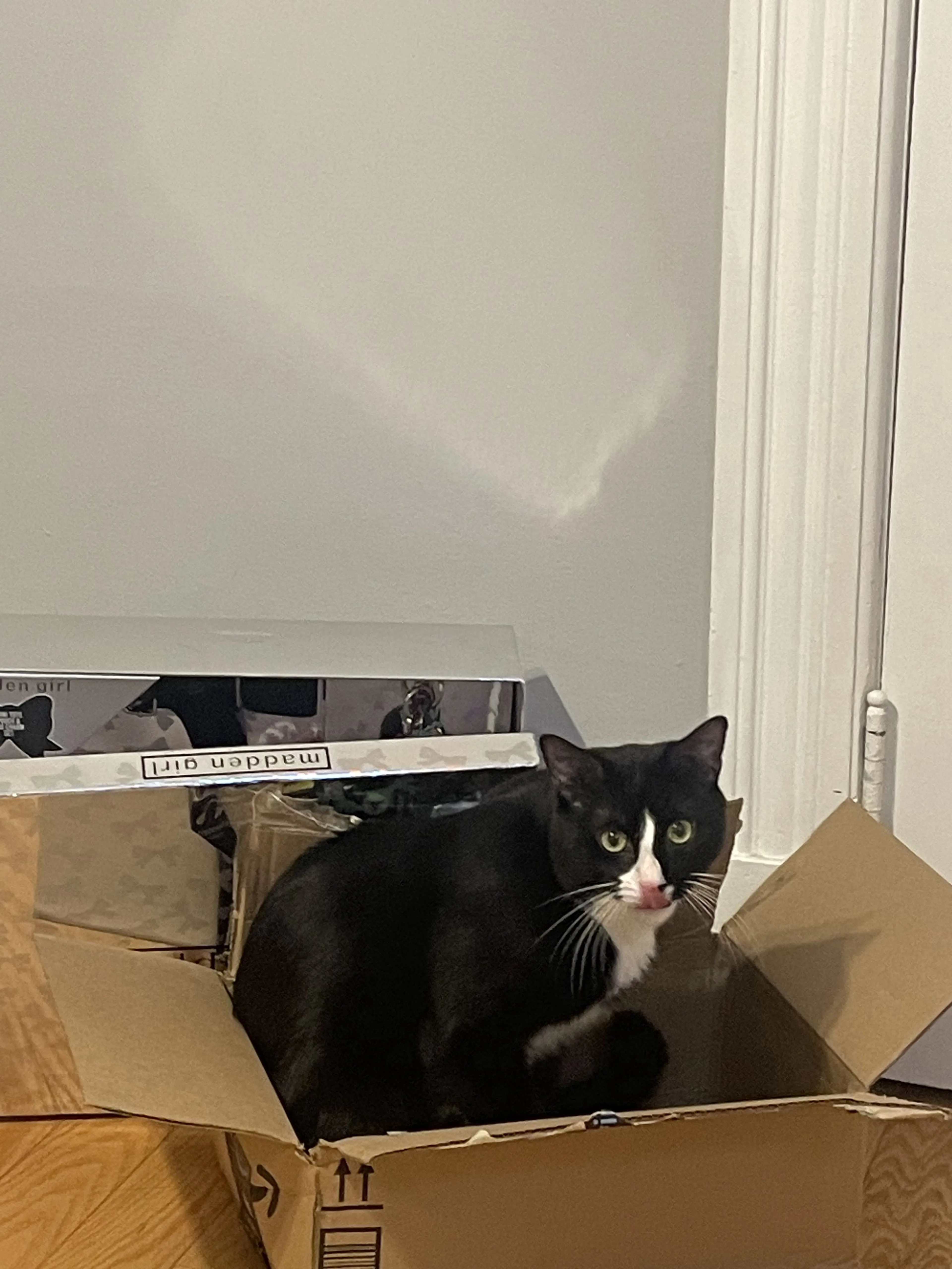 Lost pet-0