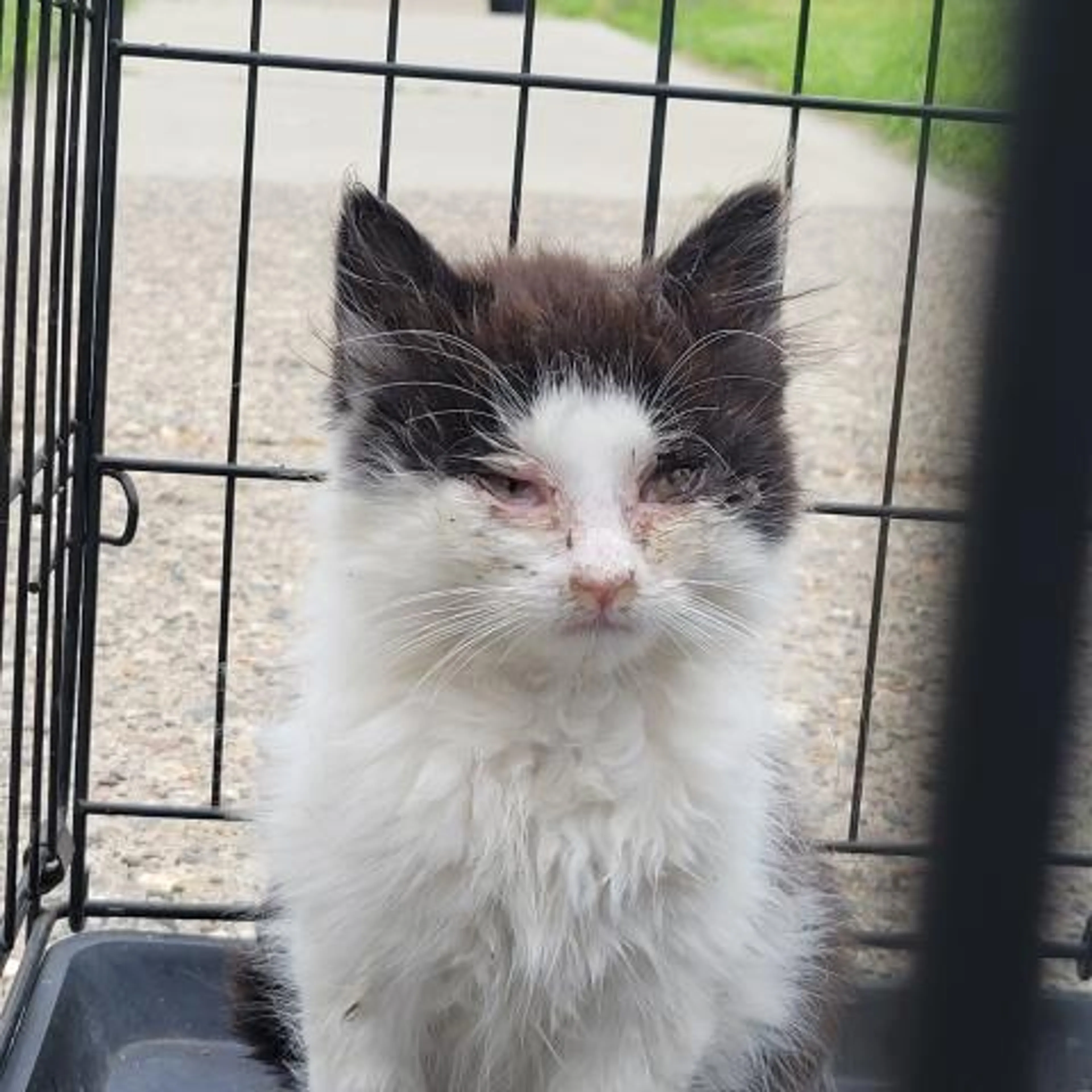 Found pet