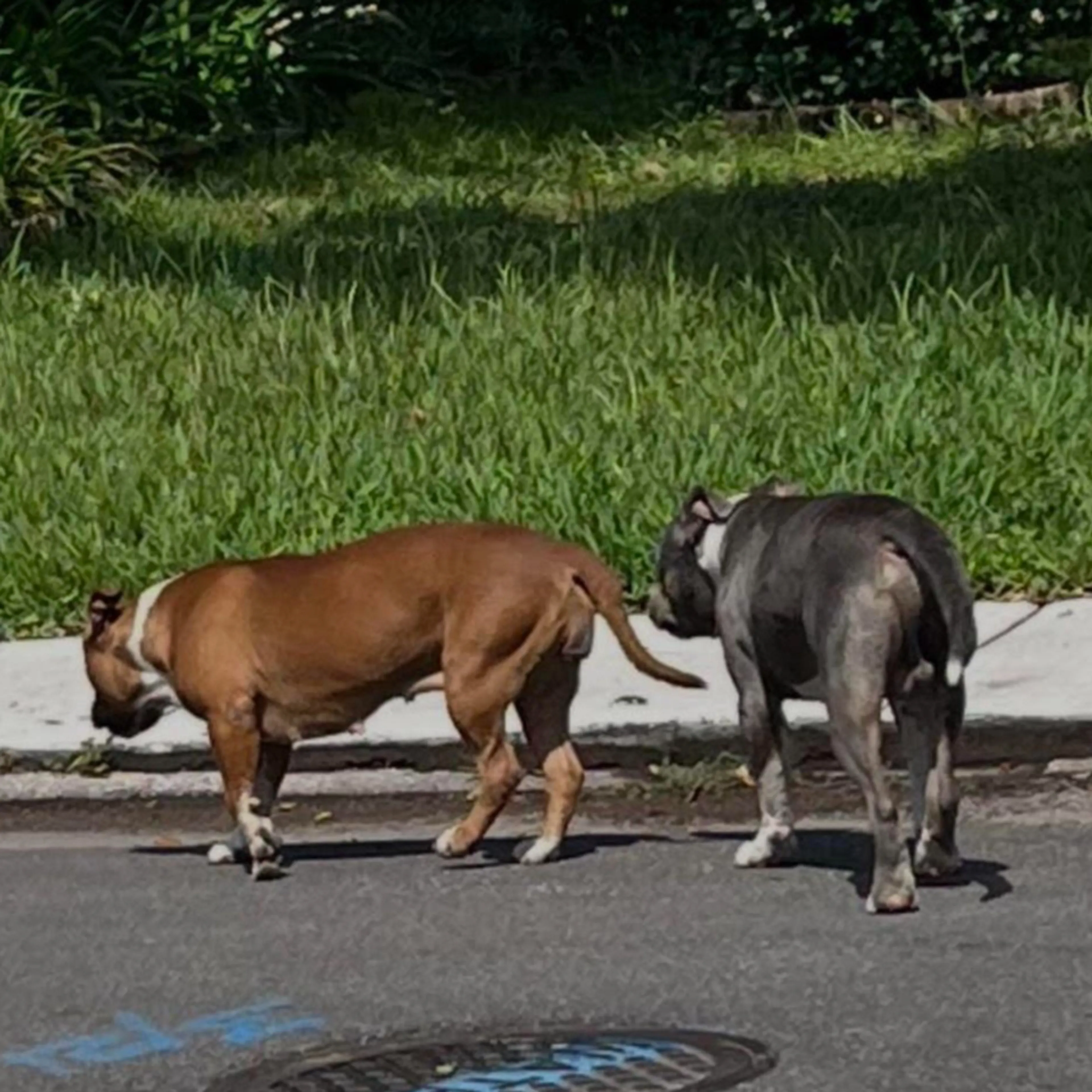 Found pet-1