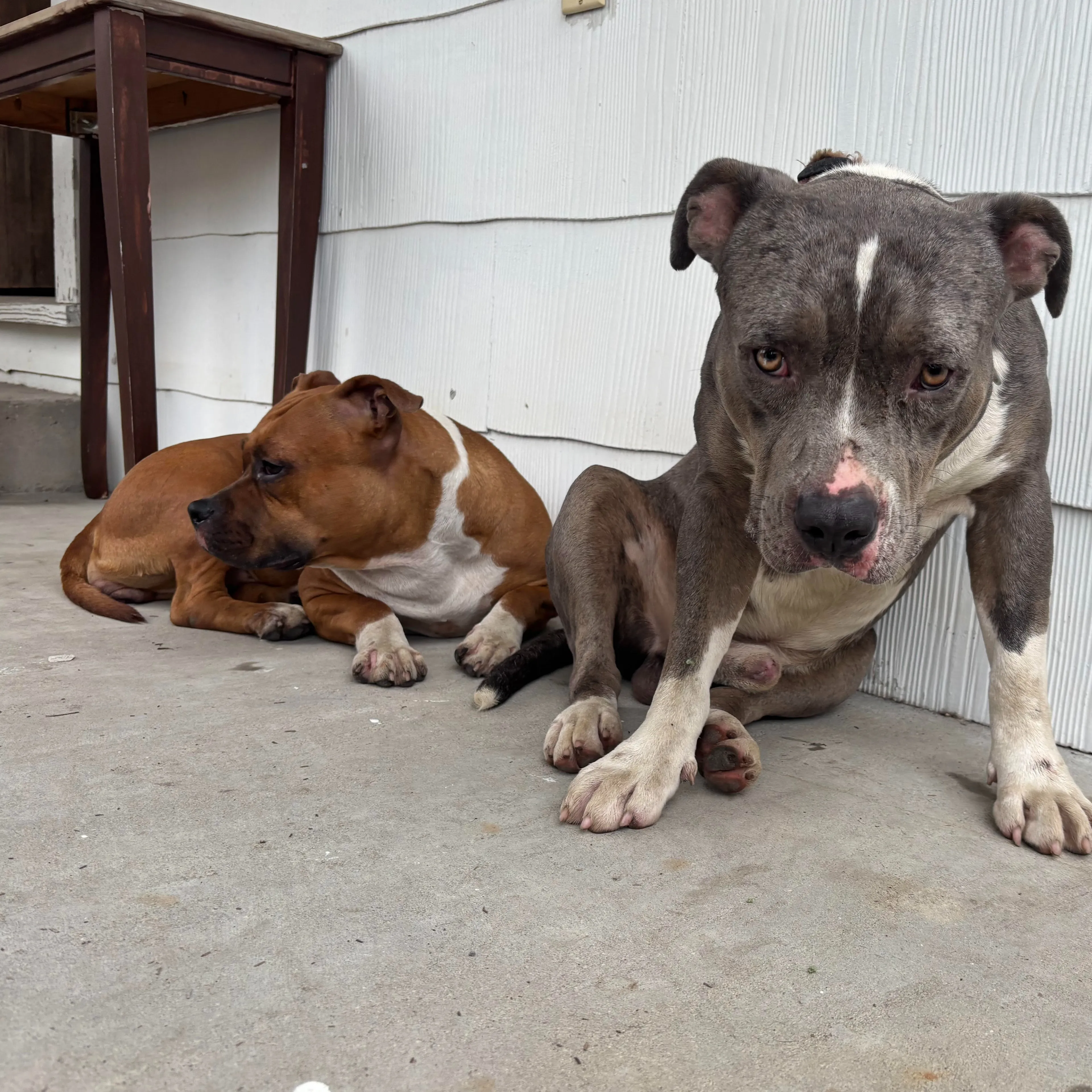Found pet-2