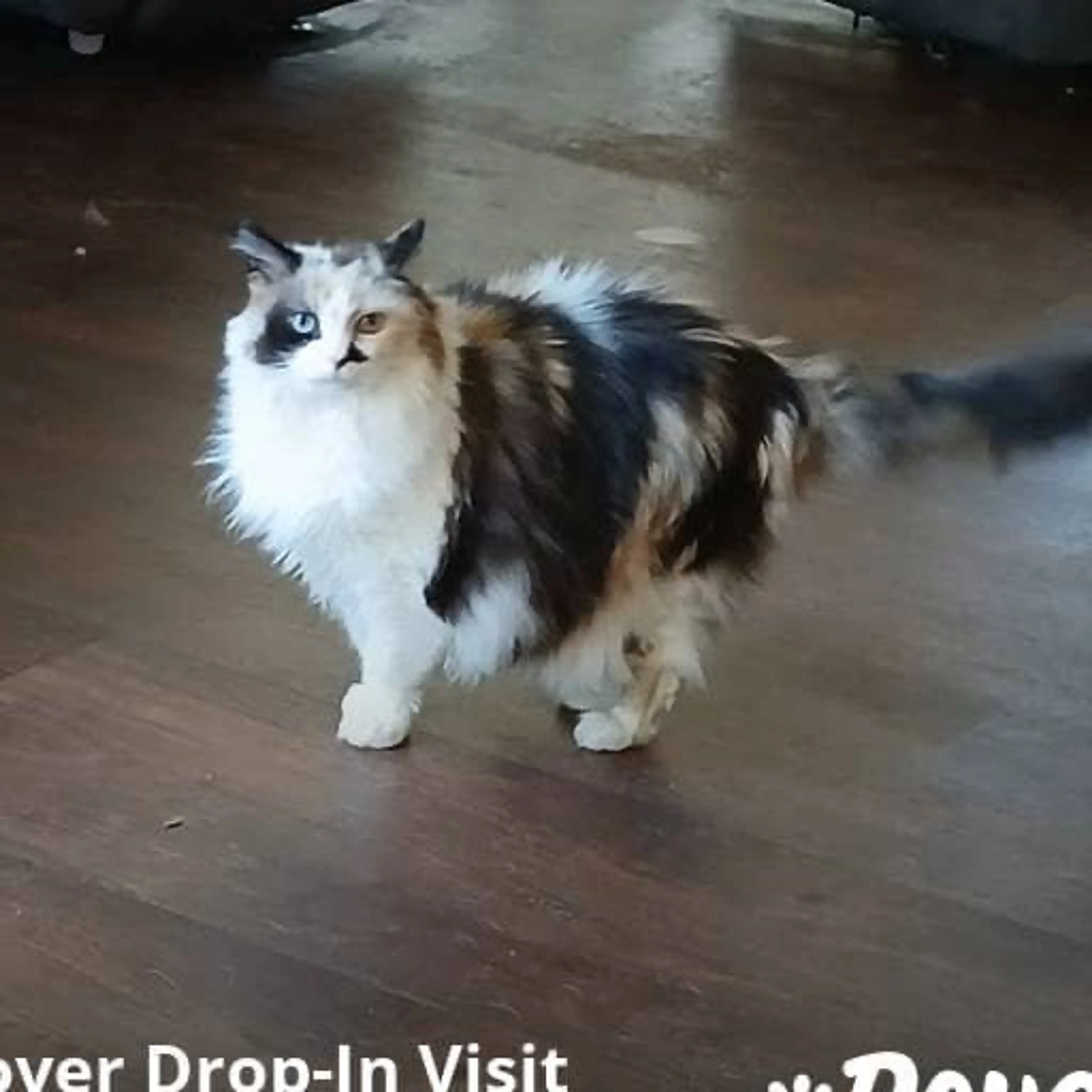 Lost pet-0