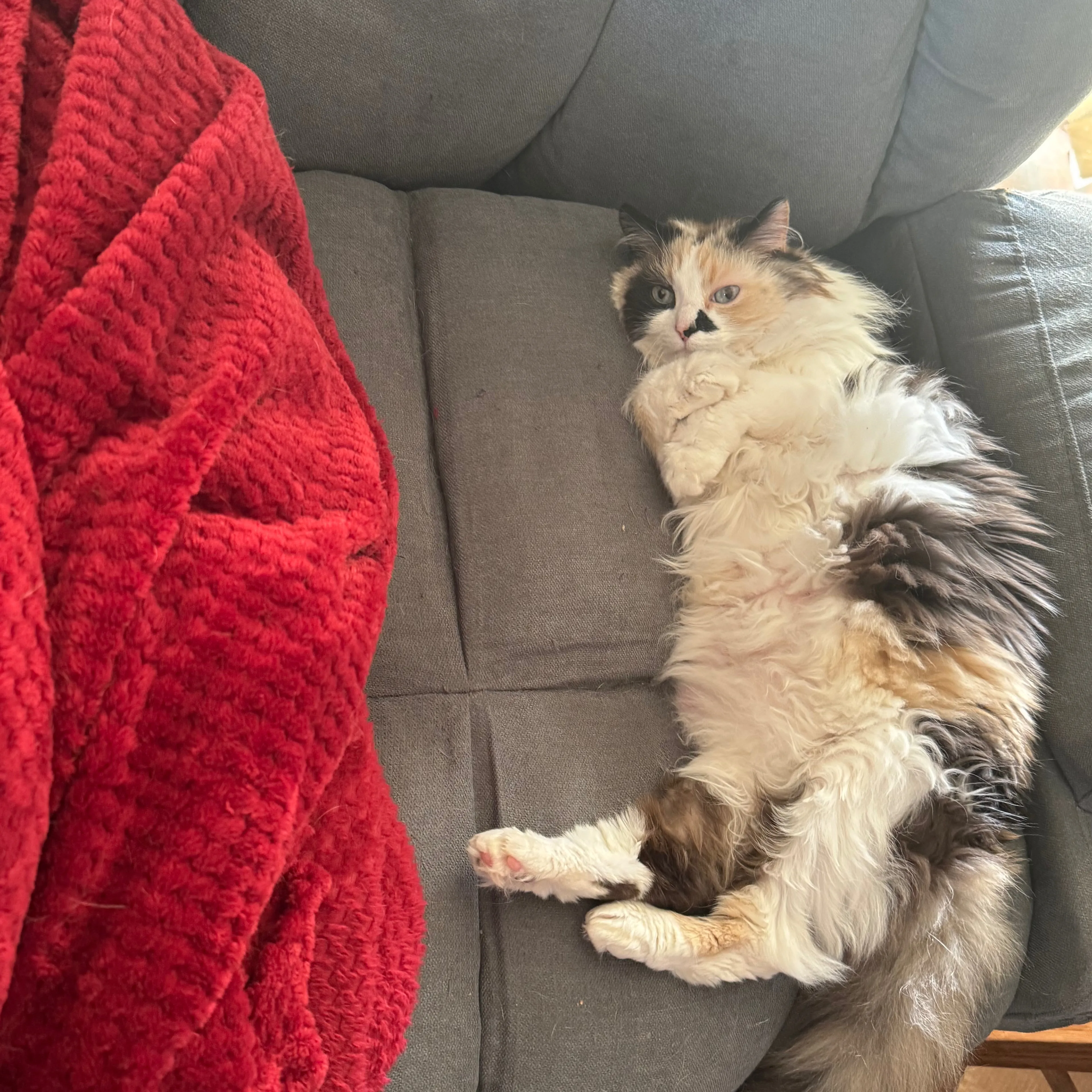 Lost pet-1
