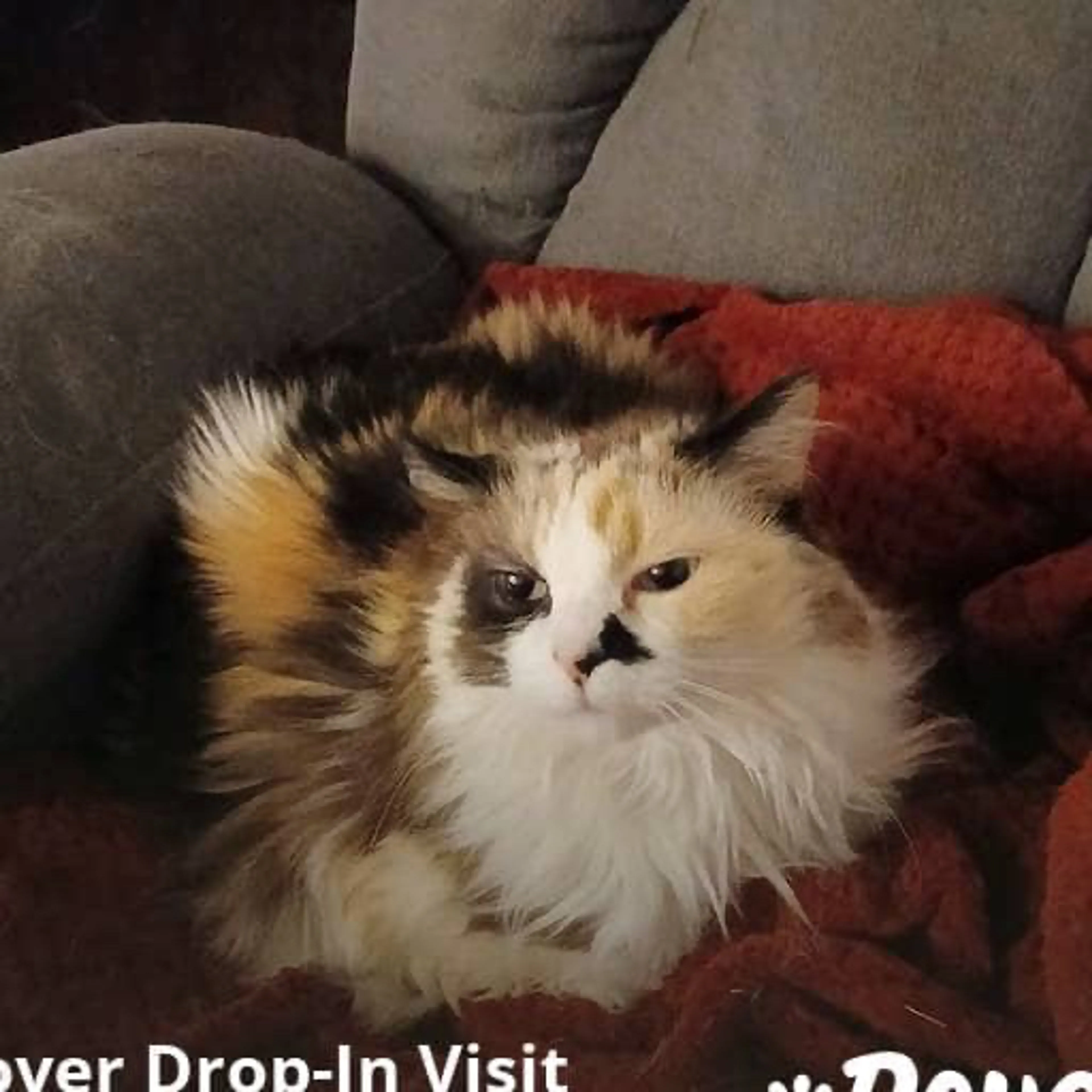 Lost pet-2