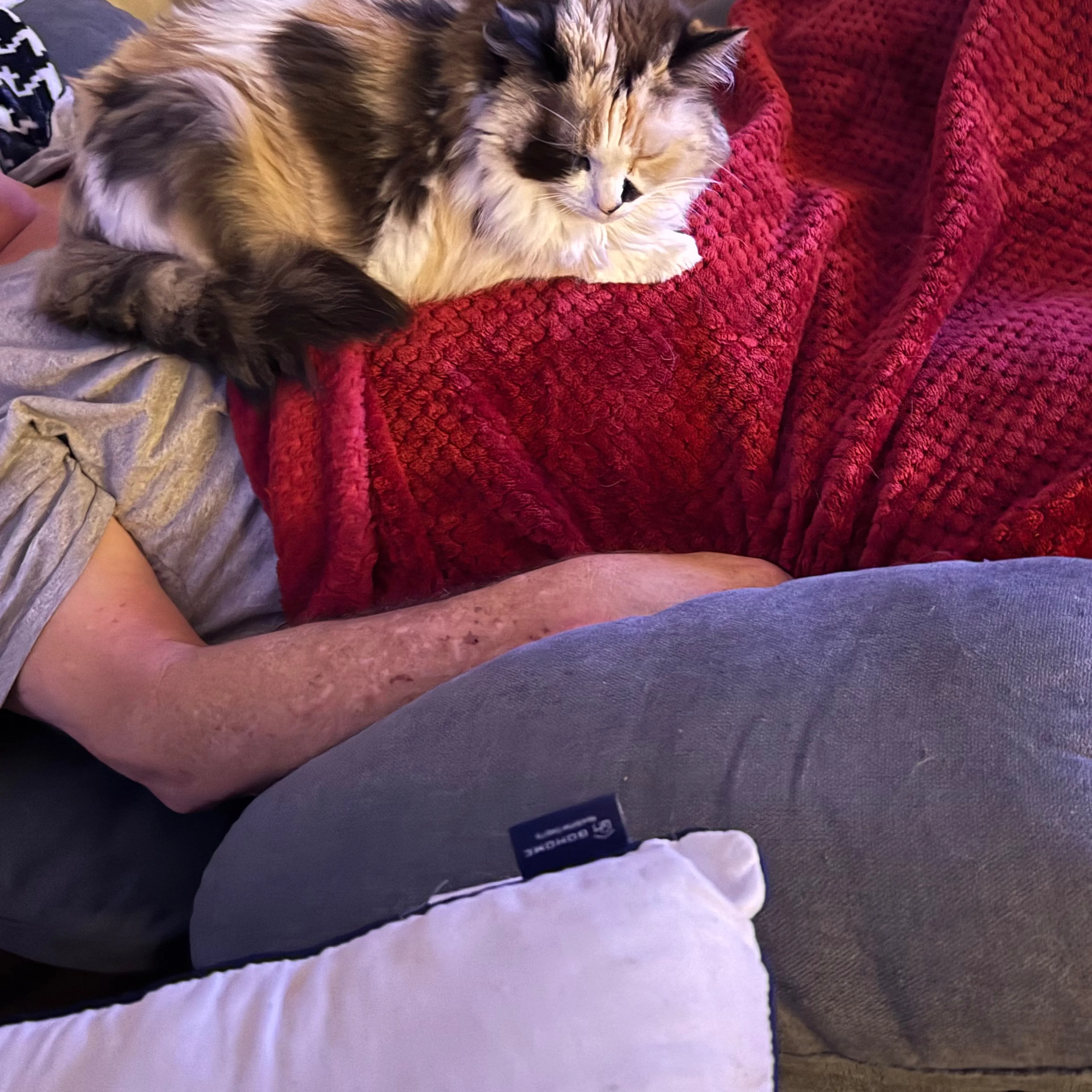 Lost pet-3