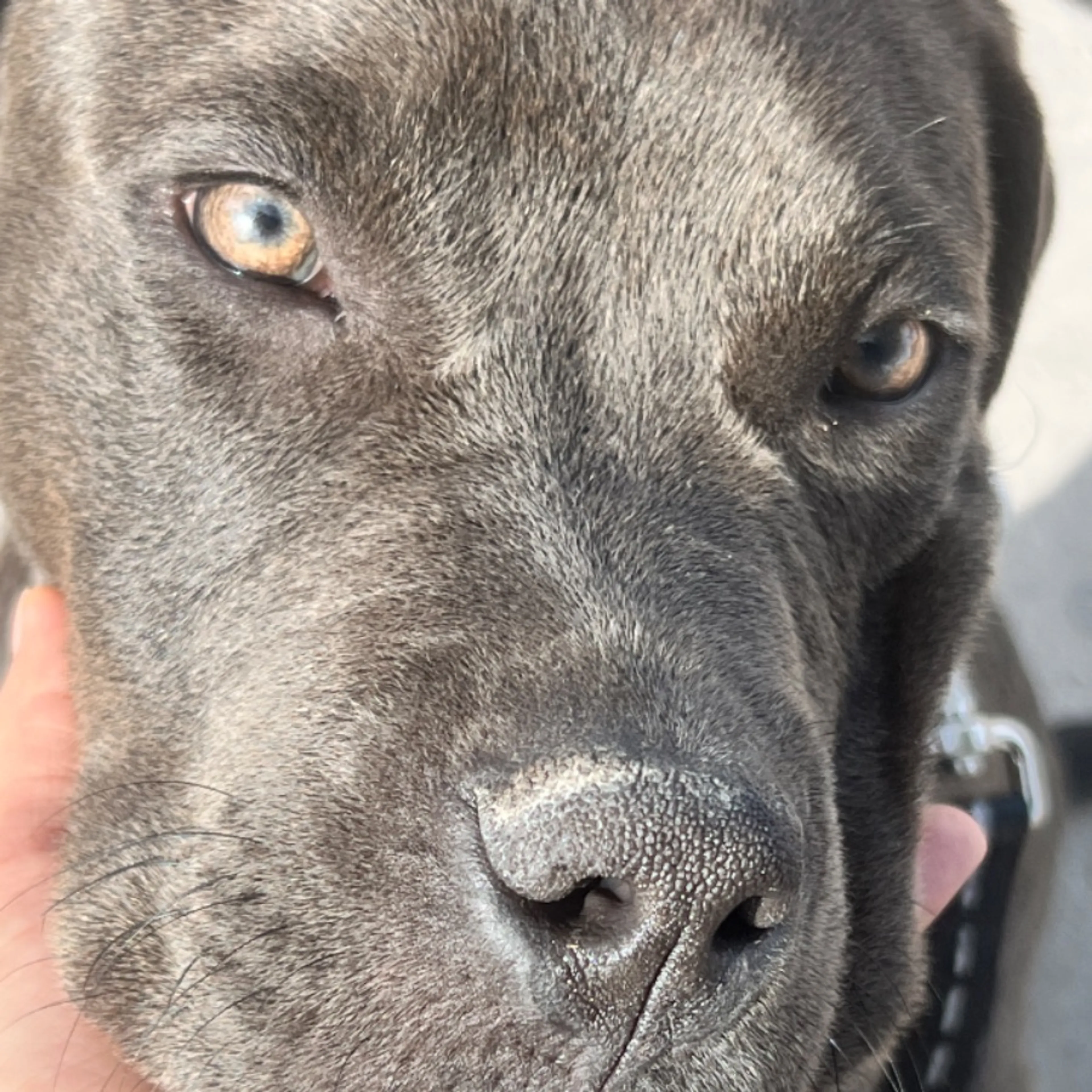 Lost pet