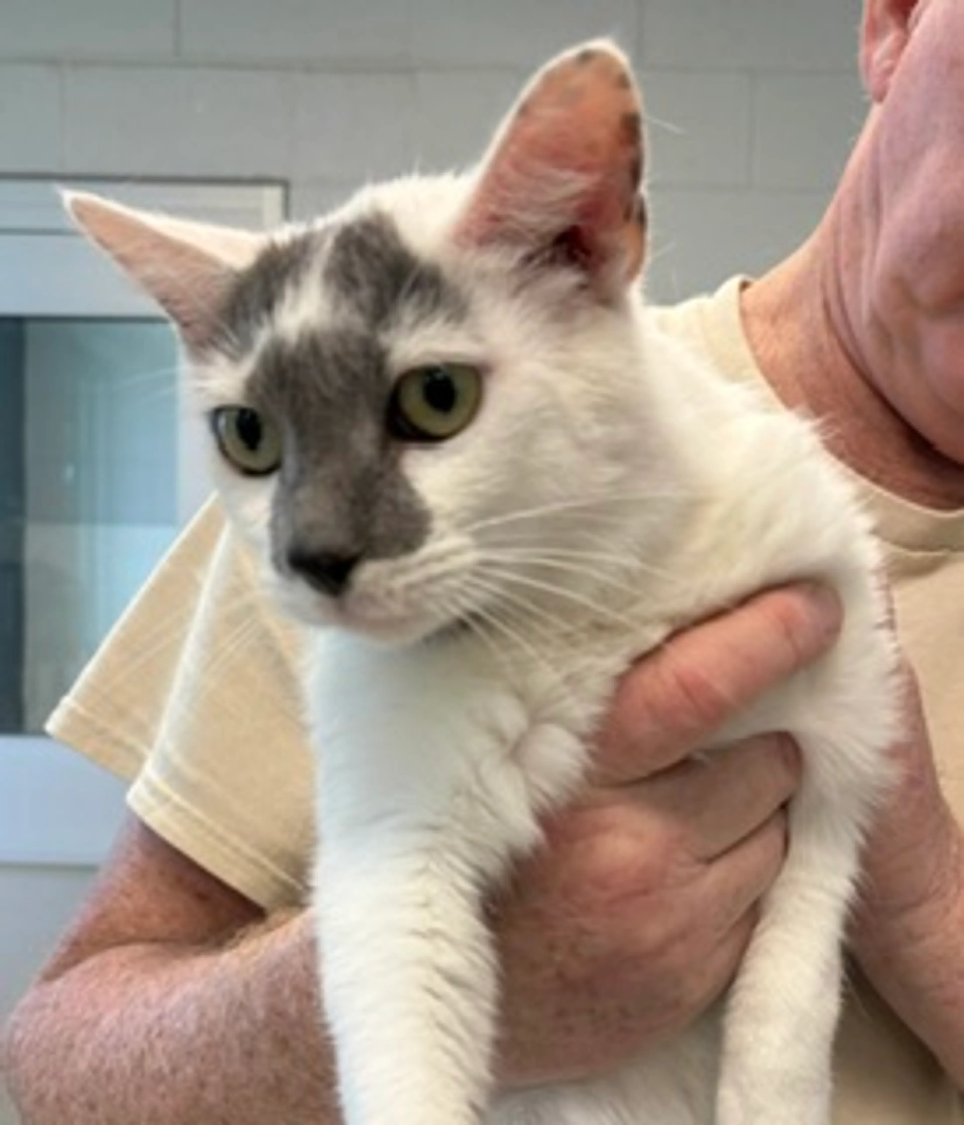 Found pet