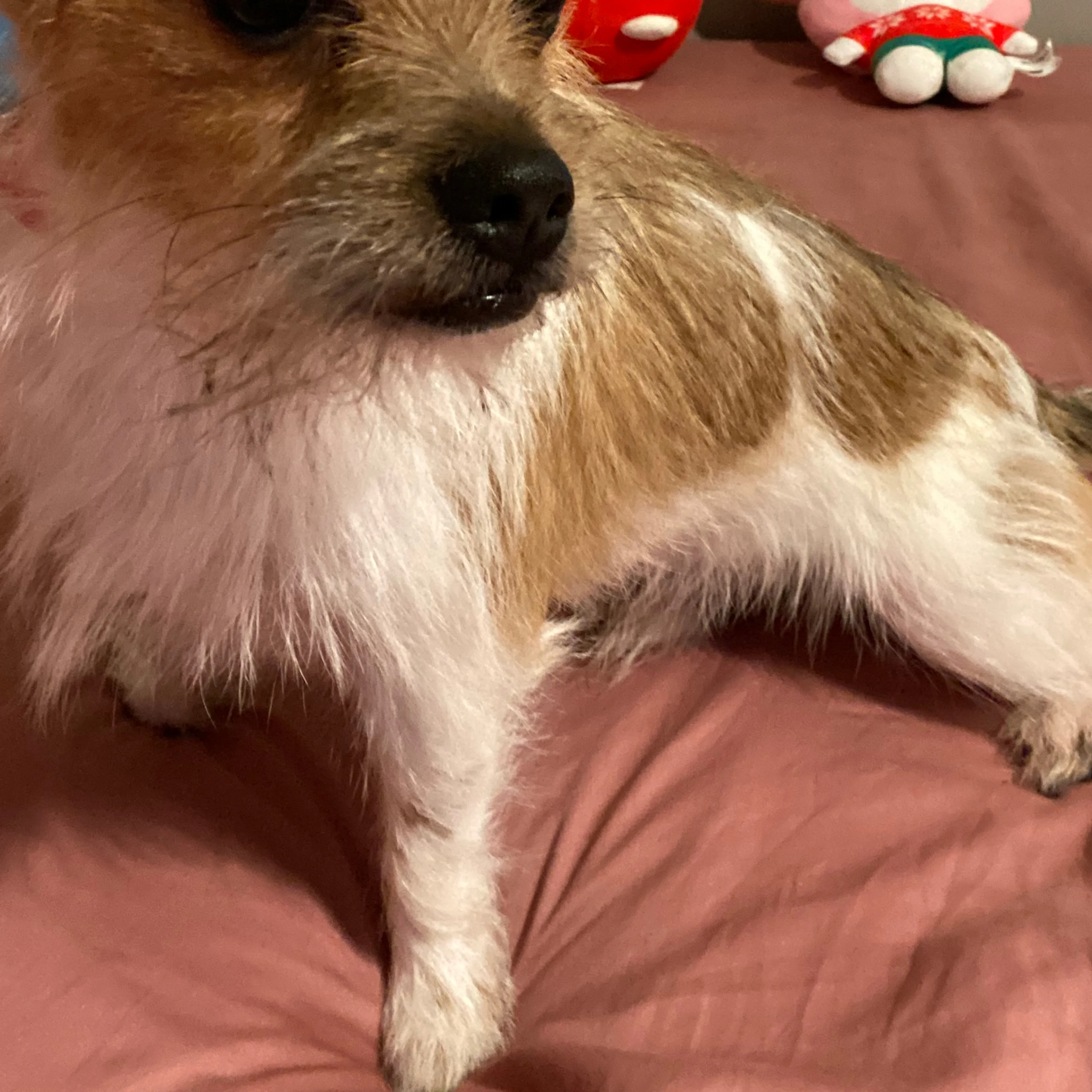 Lost pet-1