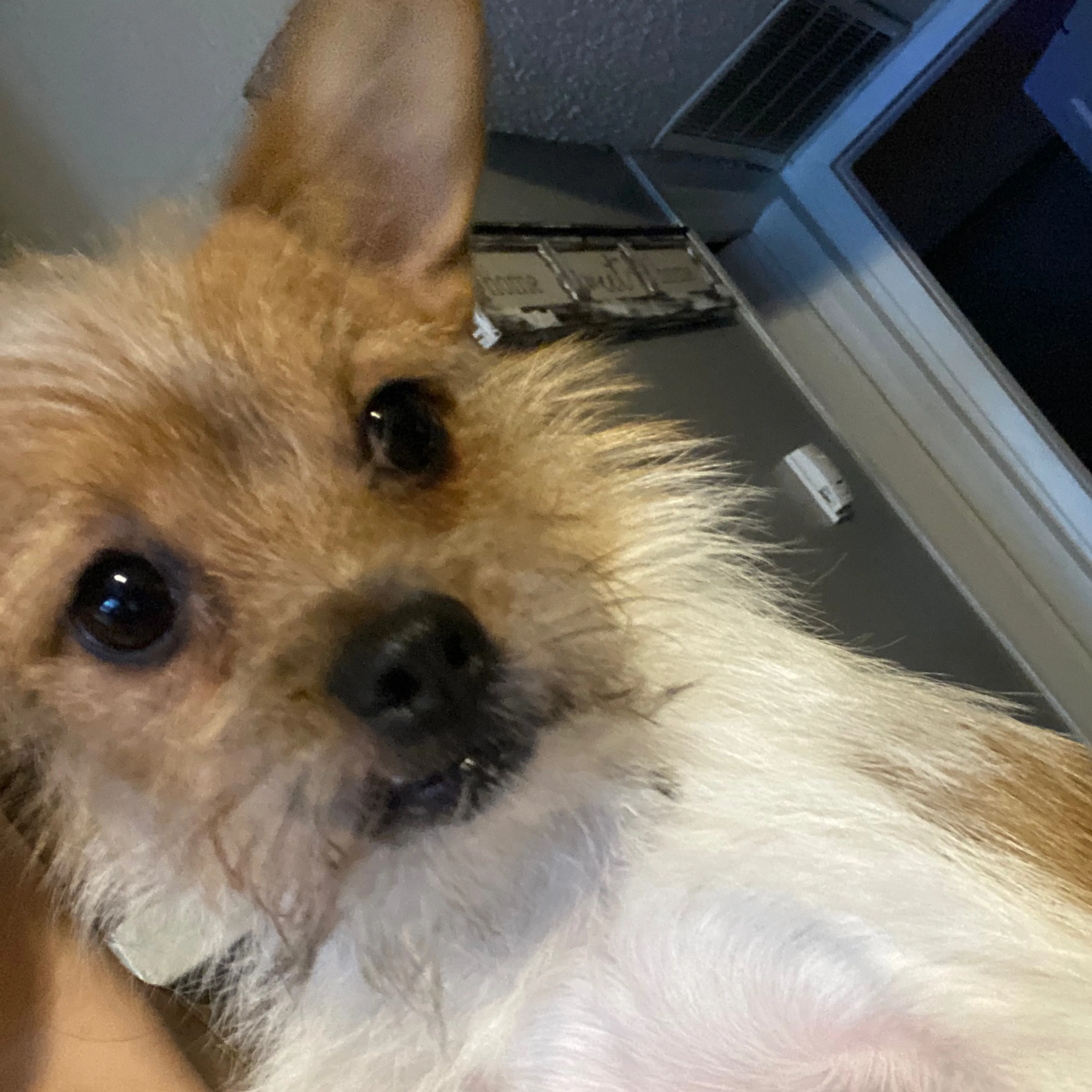 Lost pet-2