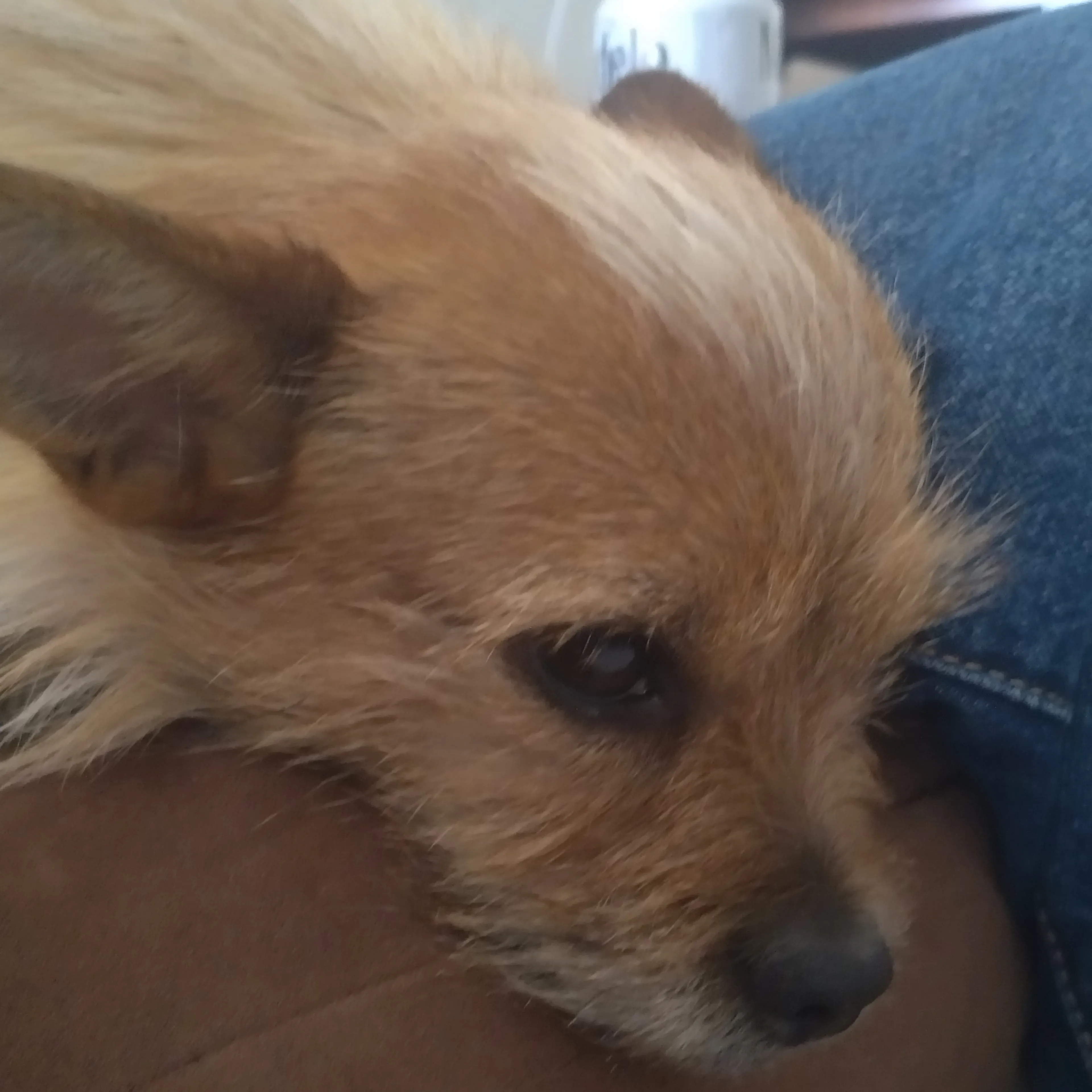 Lost pet-1