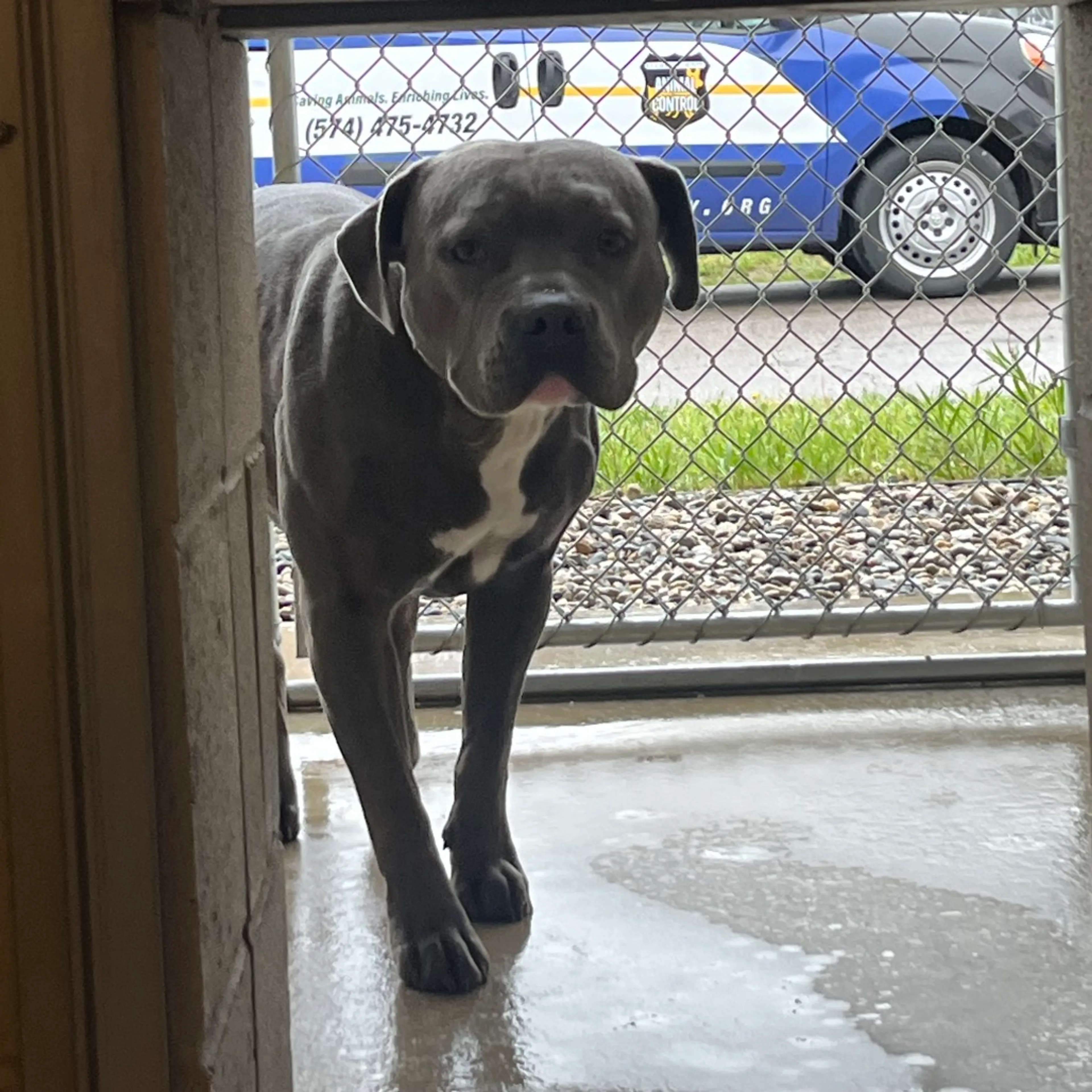 Found pet